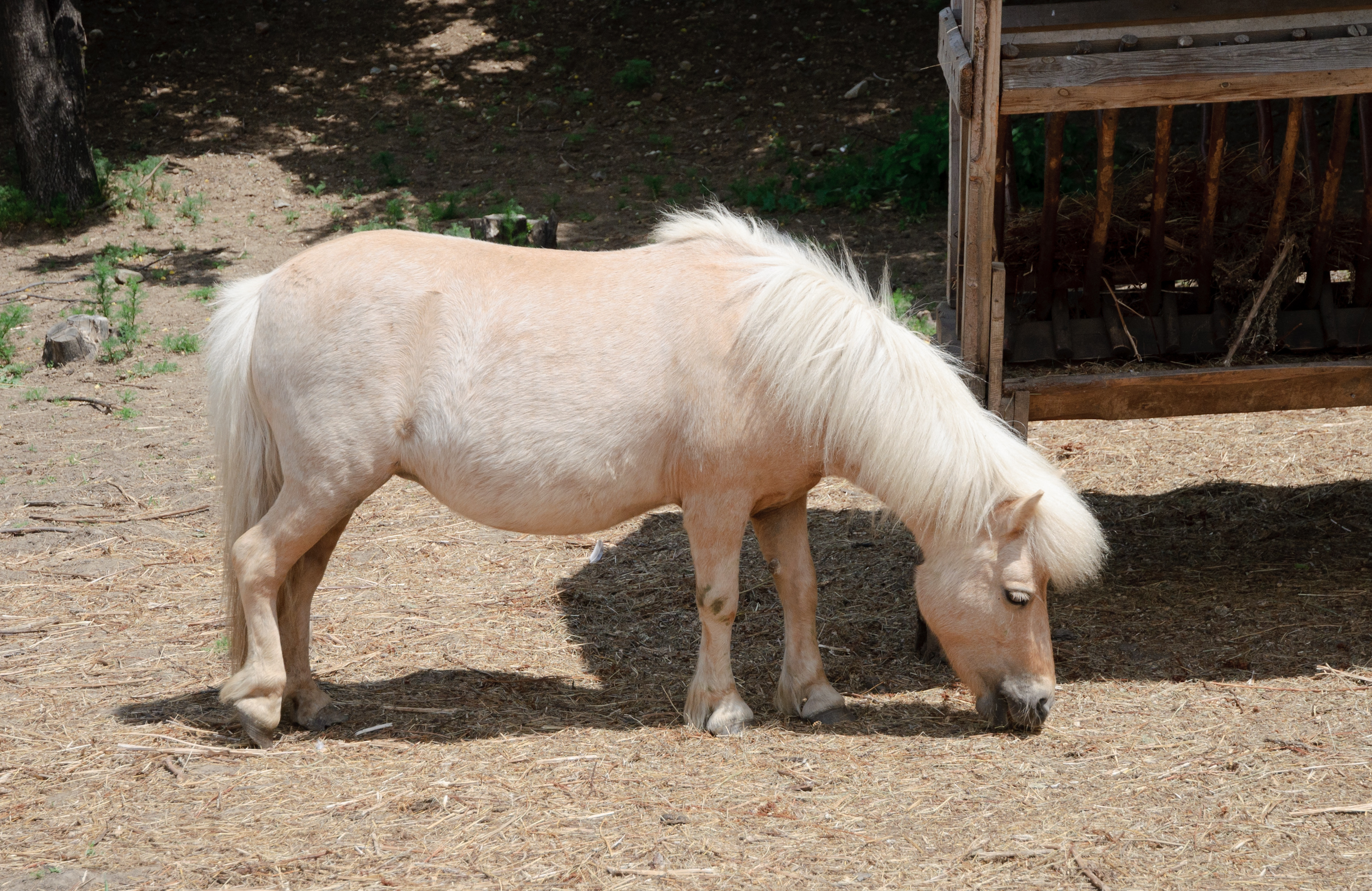 Shetland pony - Sofia zoo