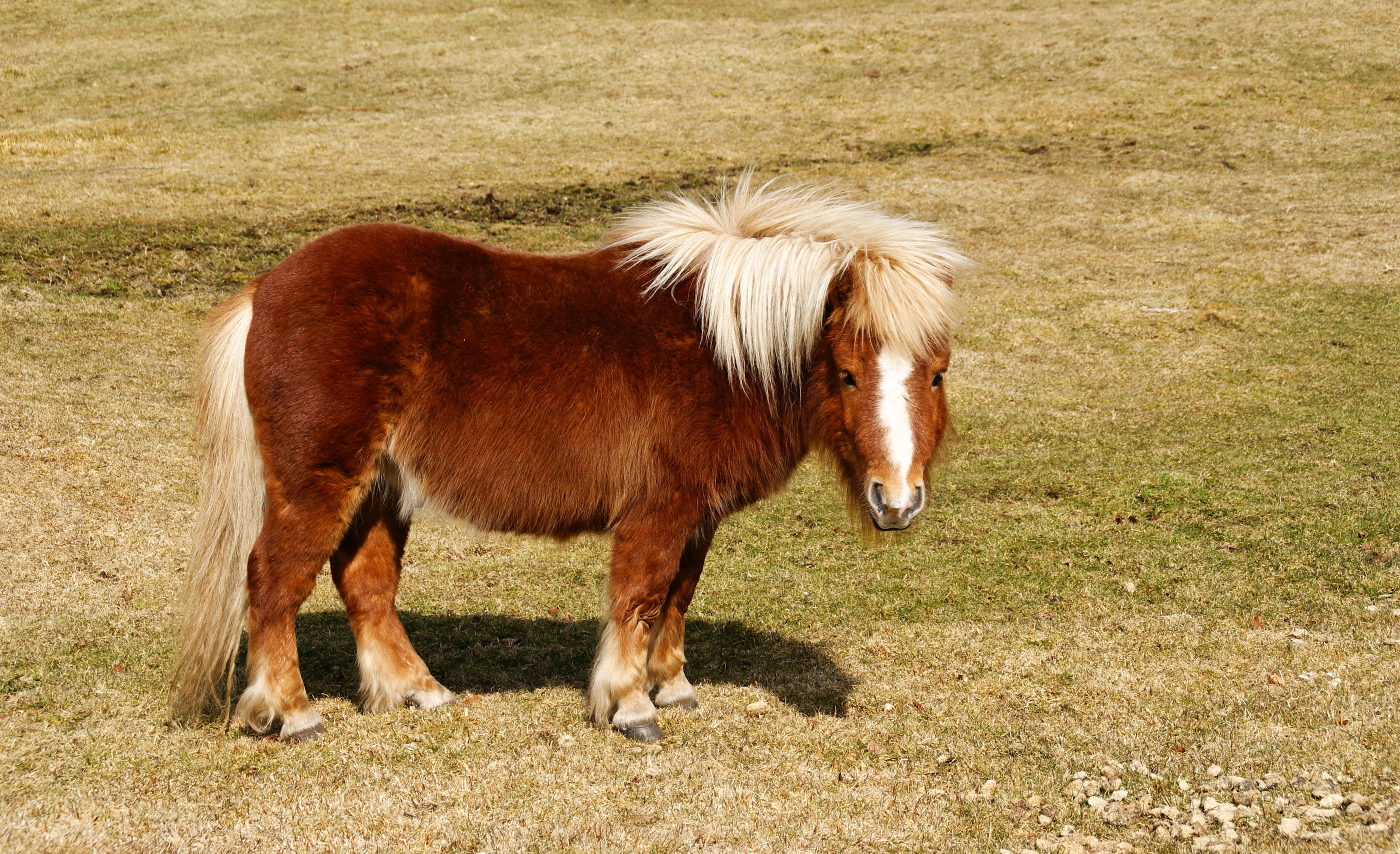 Shtland pony - Postbridge