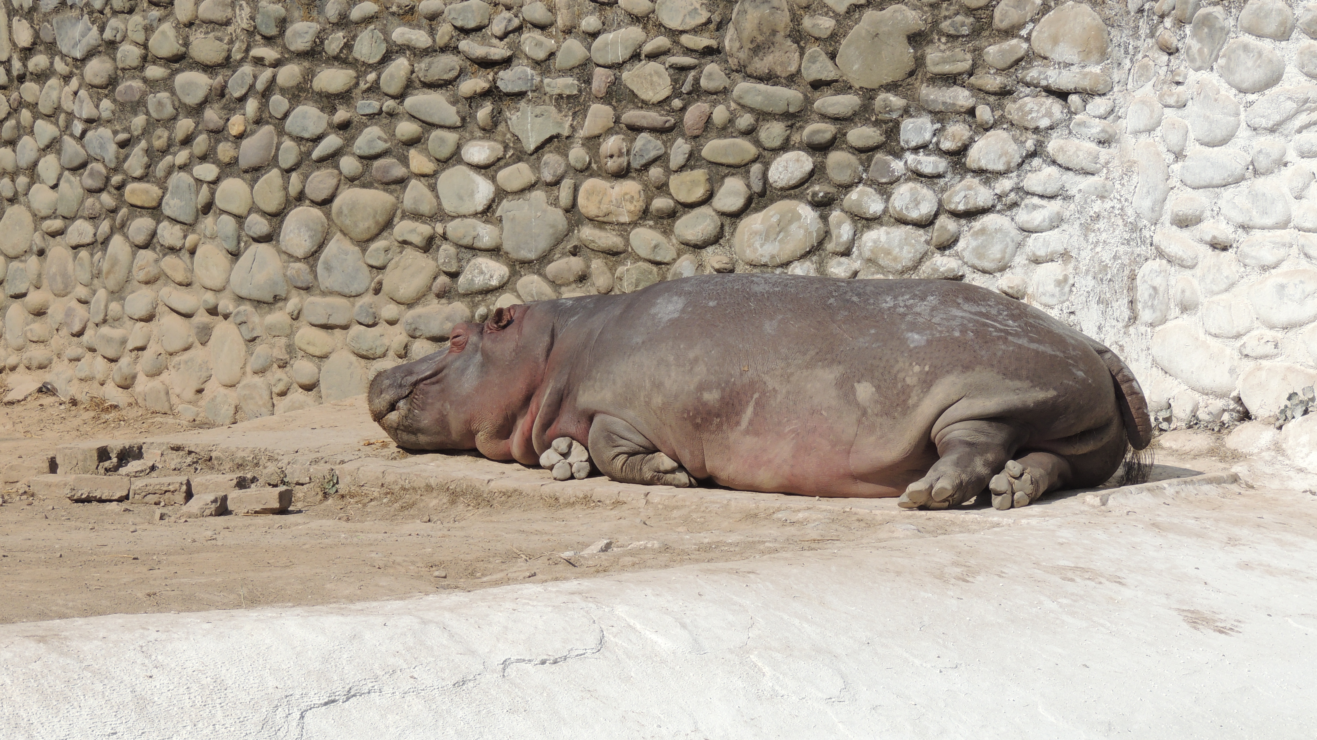 Sleeping Hippopotamus