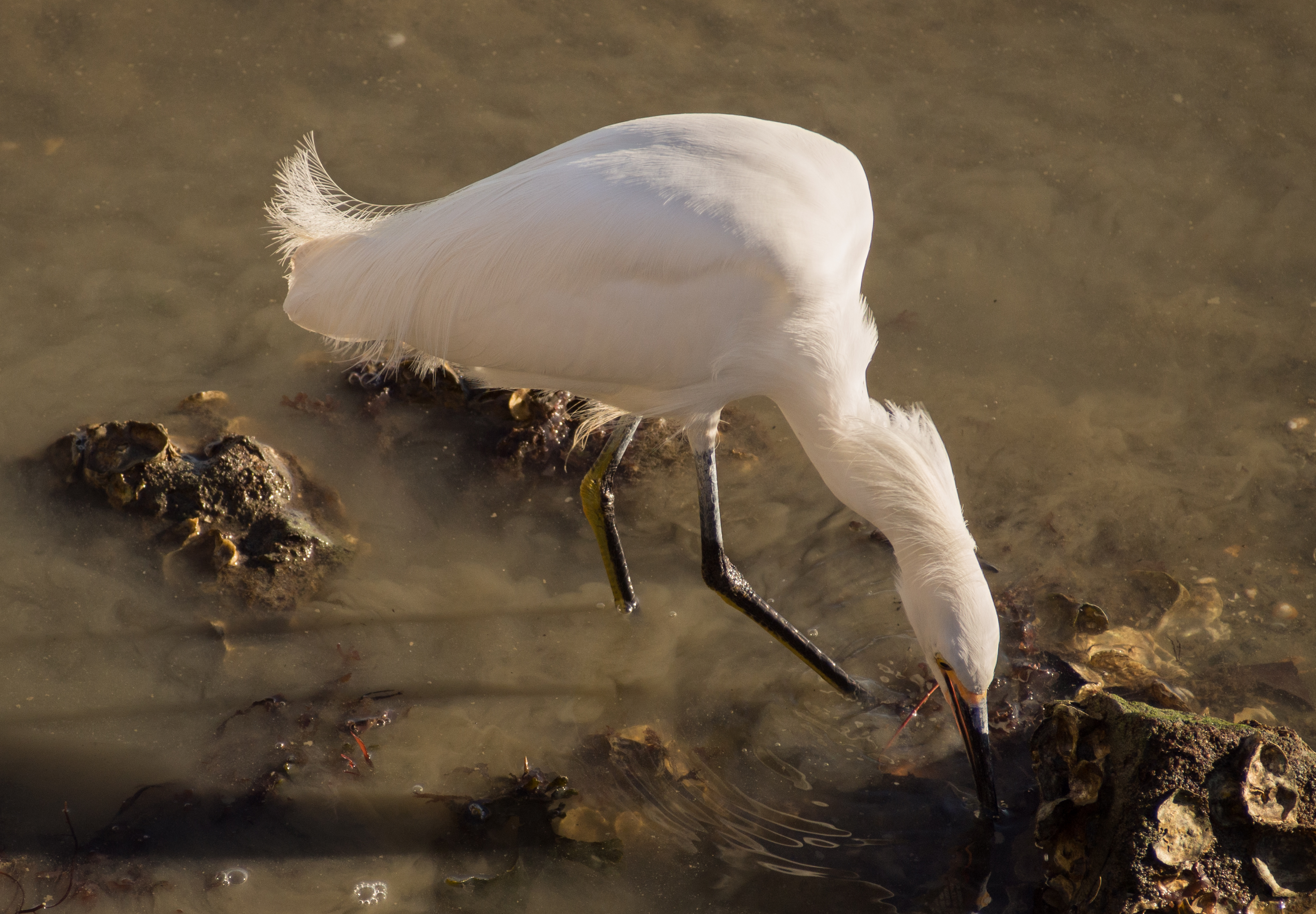 Snowy egret (12049)