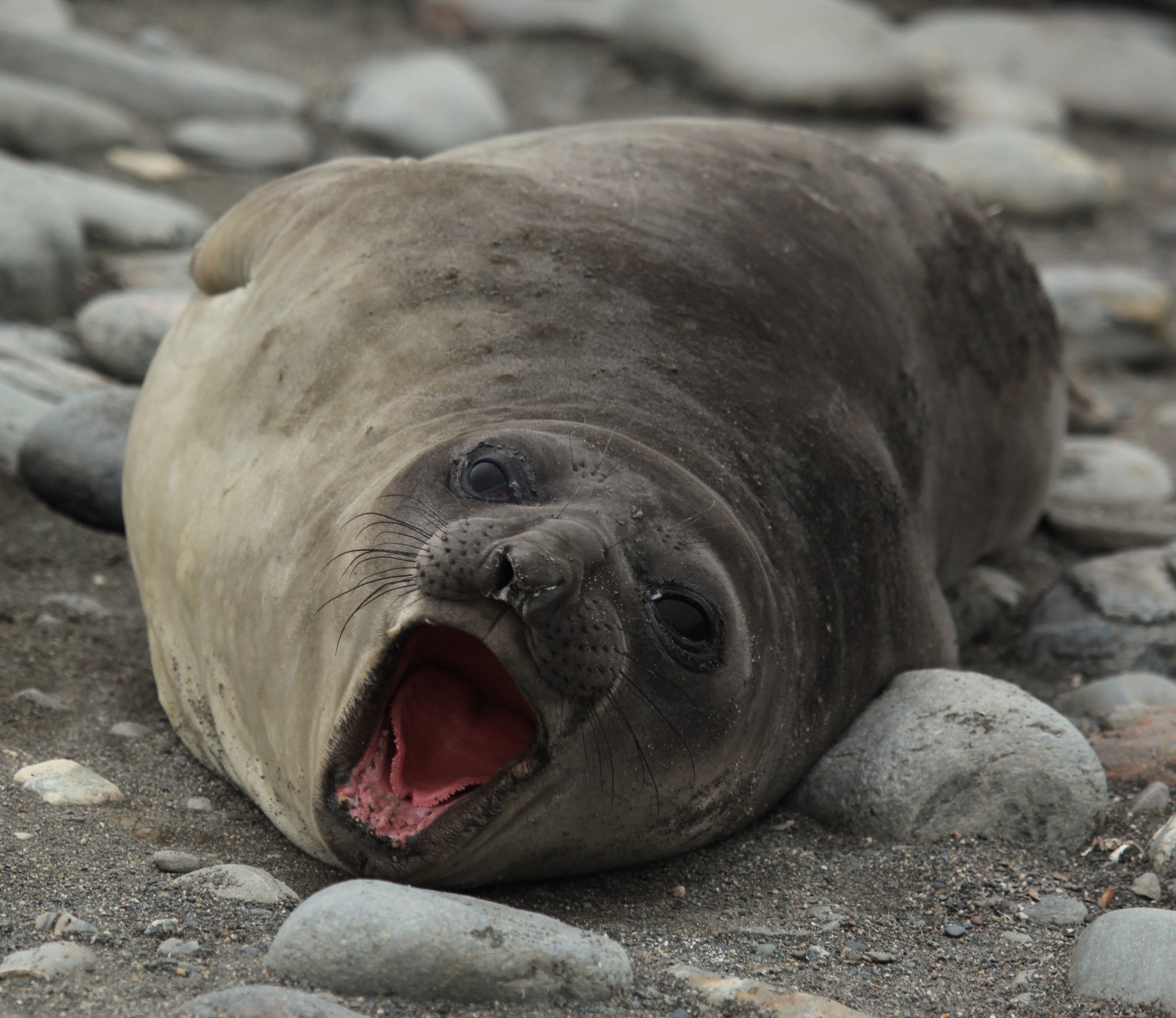 Southern Elephant Seal yawns (5724009737)