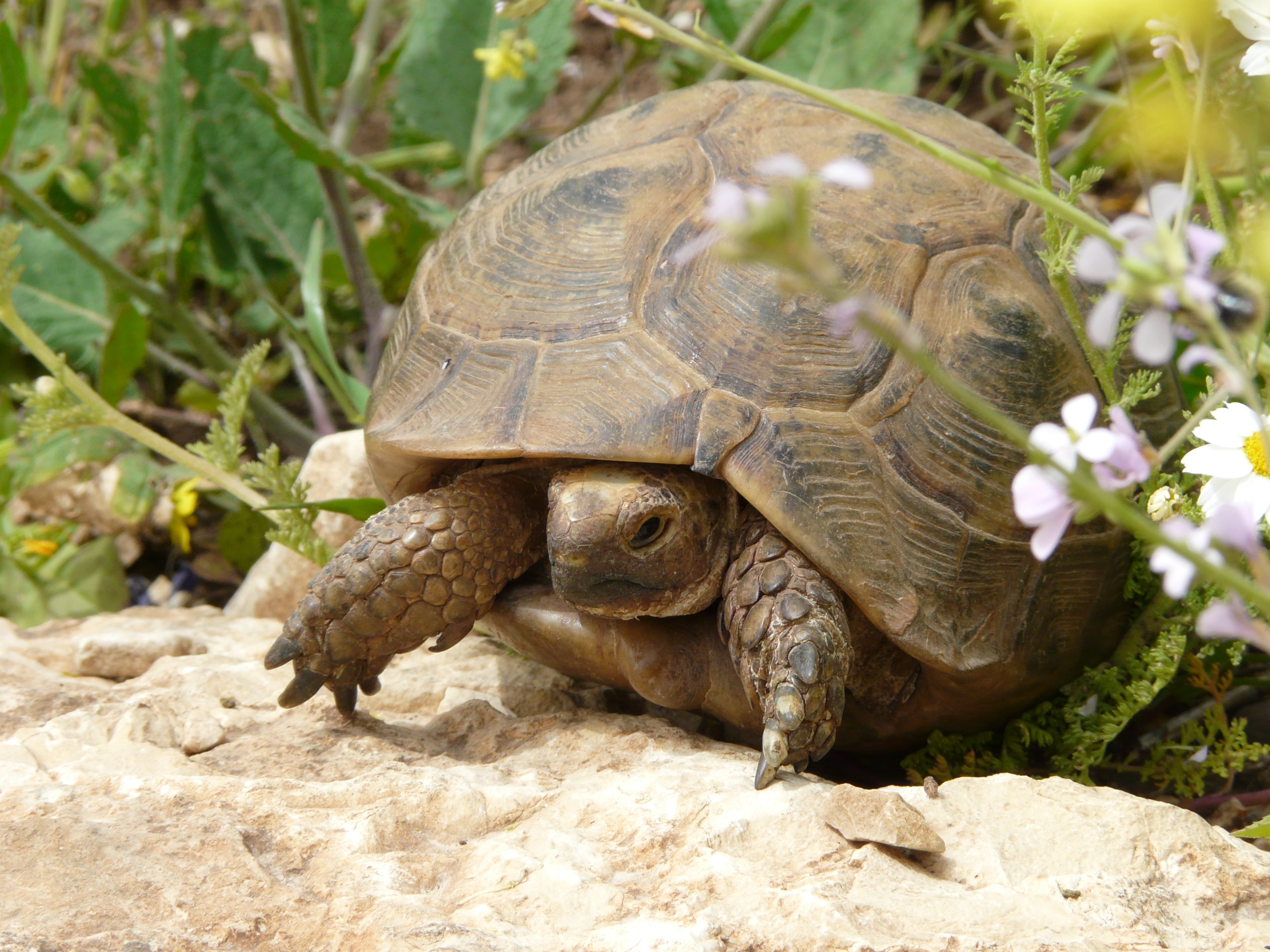 Spur-thighed Tortoise (6925398916)