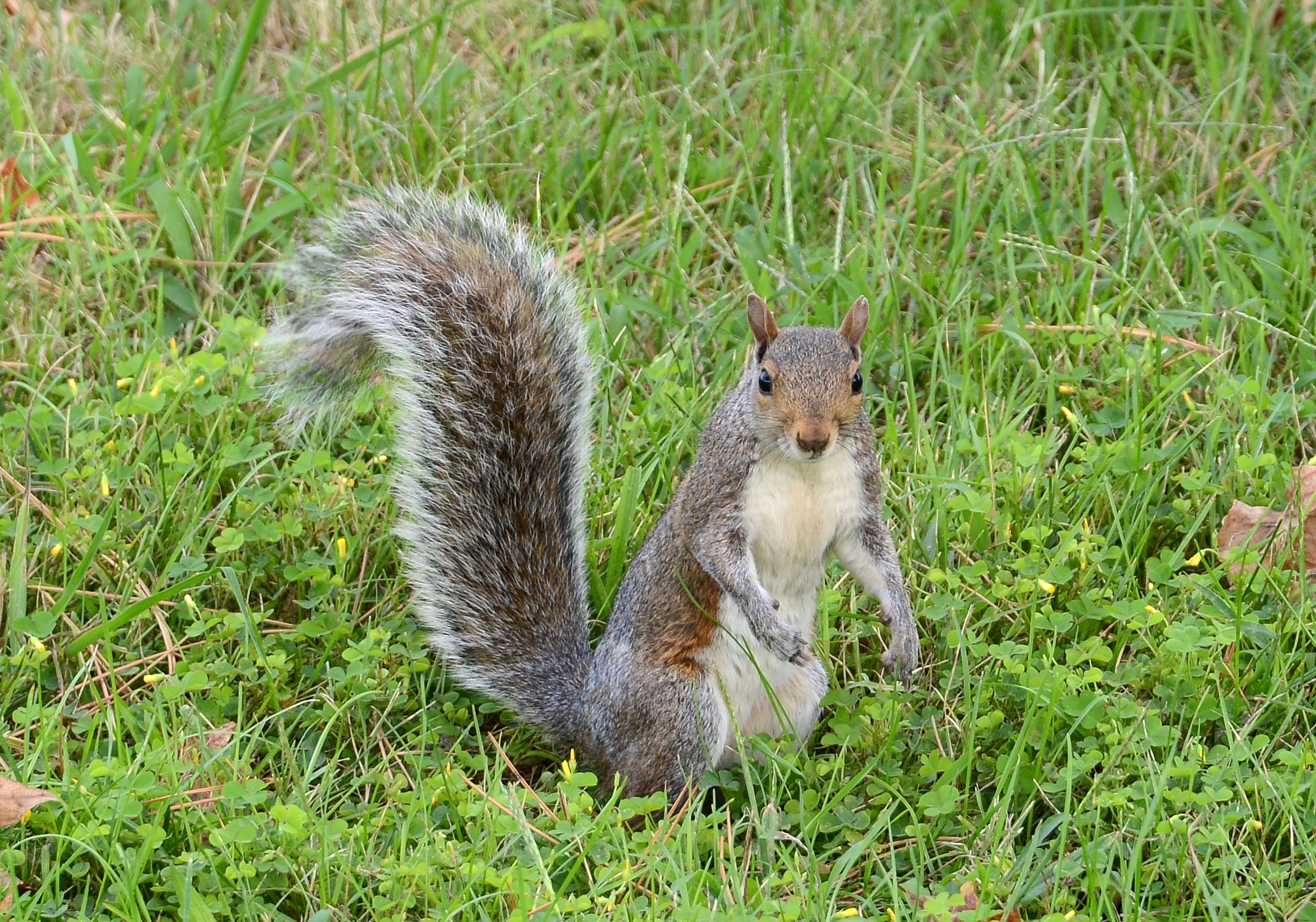 Squirrel Chicago October 2016-2