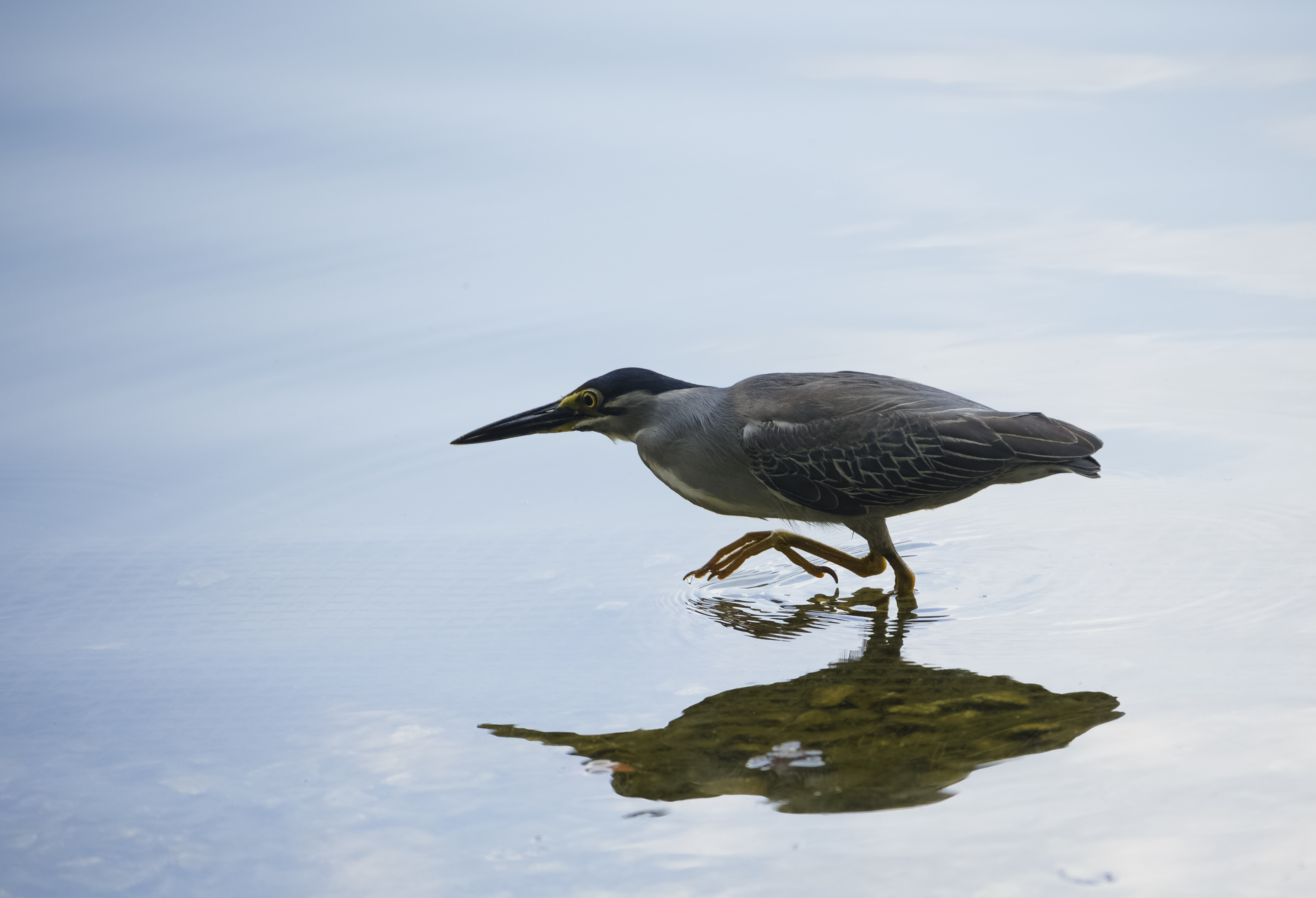 Striated heron looking for fish (p2, 5s)