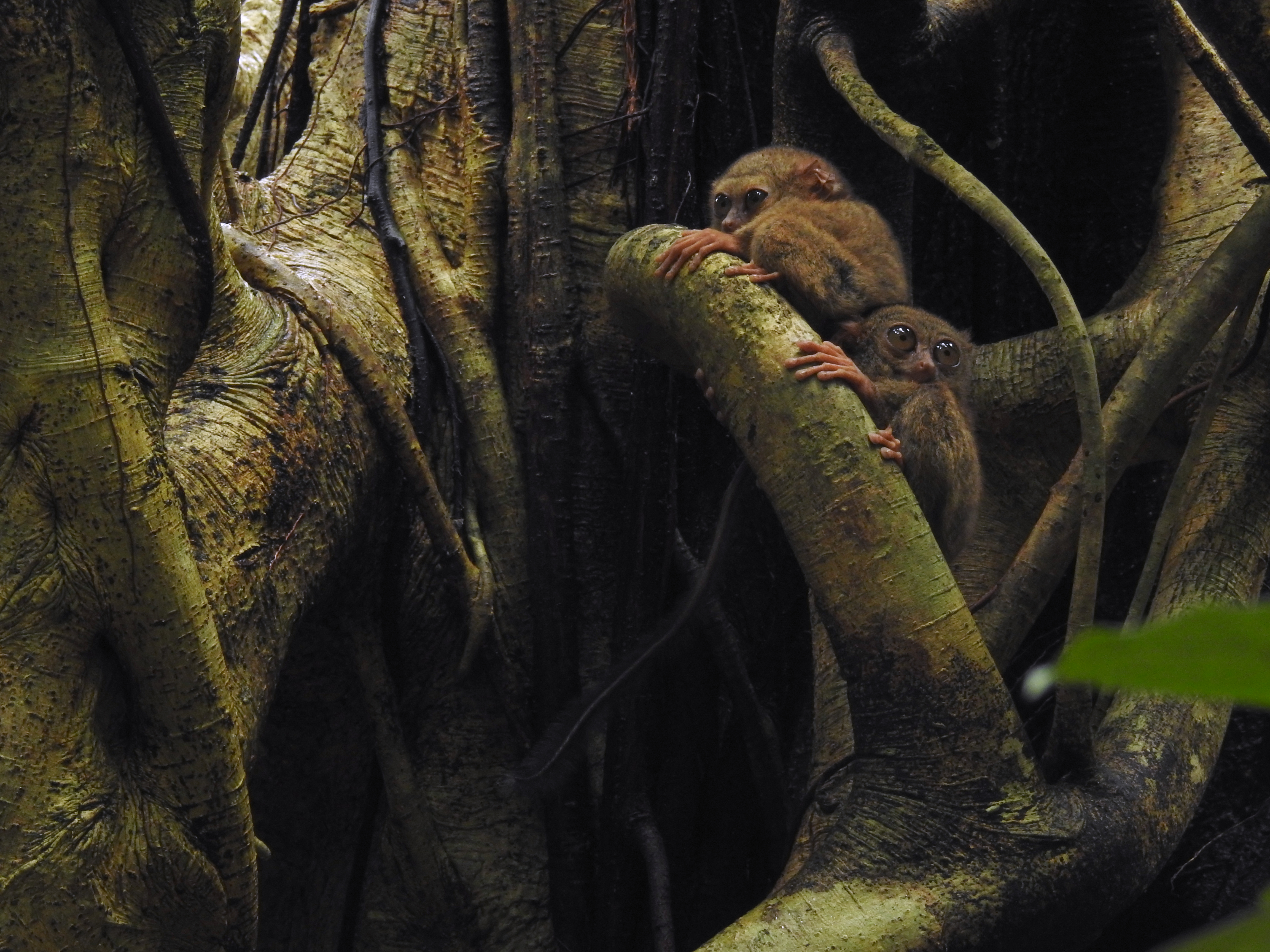Gursky's spectral tarsier