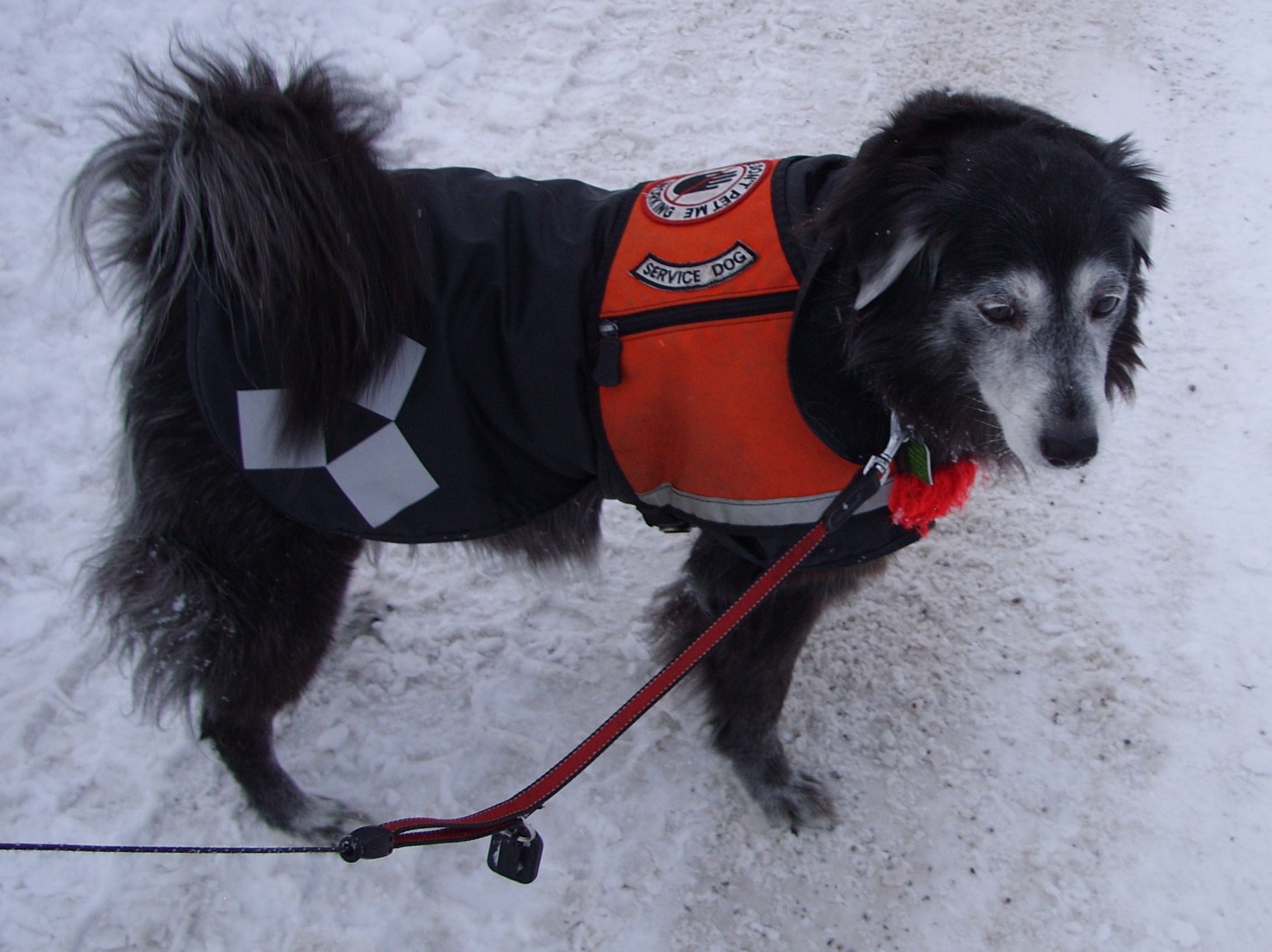 Suzi service dog snow 009