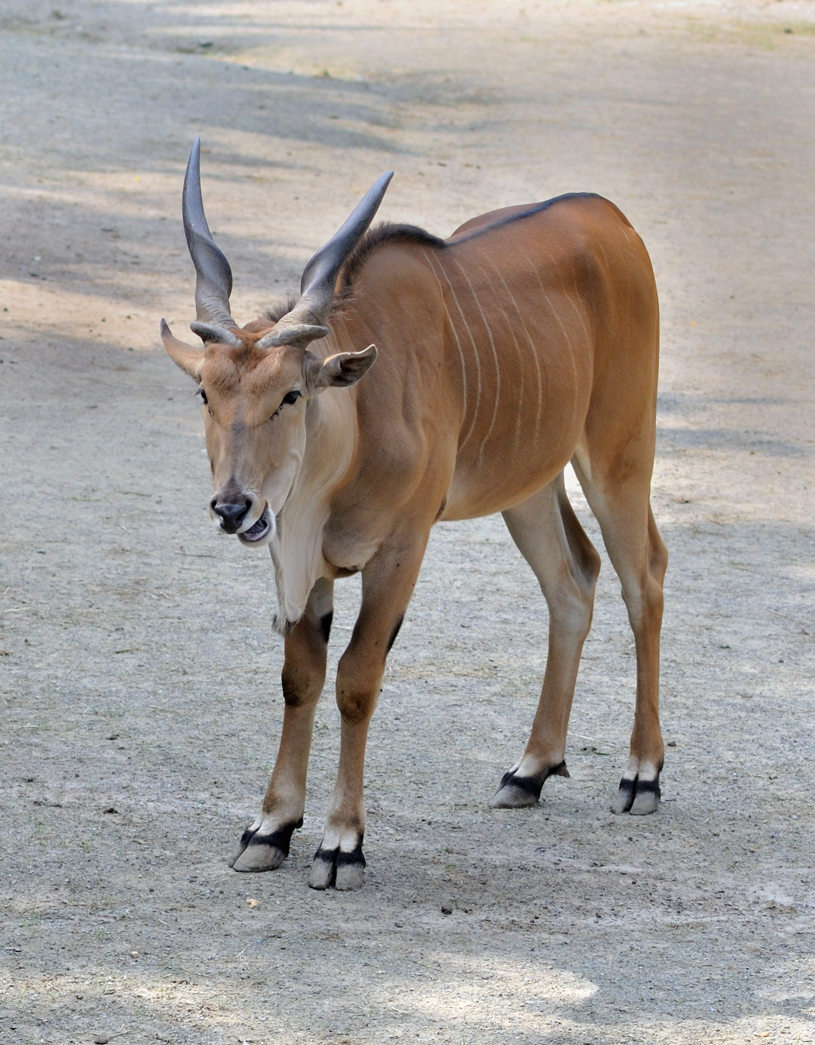 Taurotragus oryx qtl1