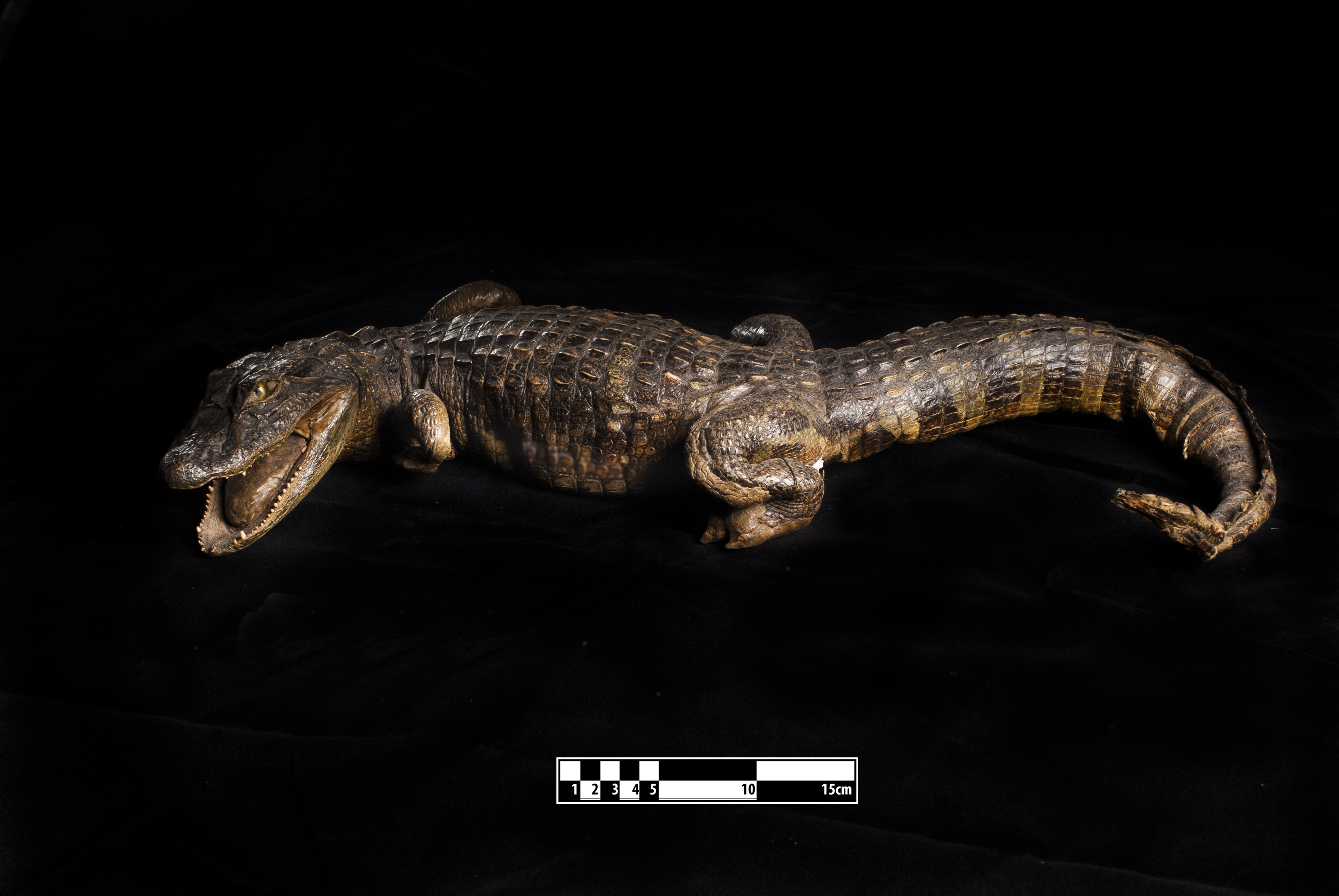 Taxidermy specimen of an Wetland alligator (Caiman yacare)