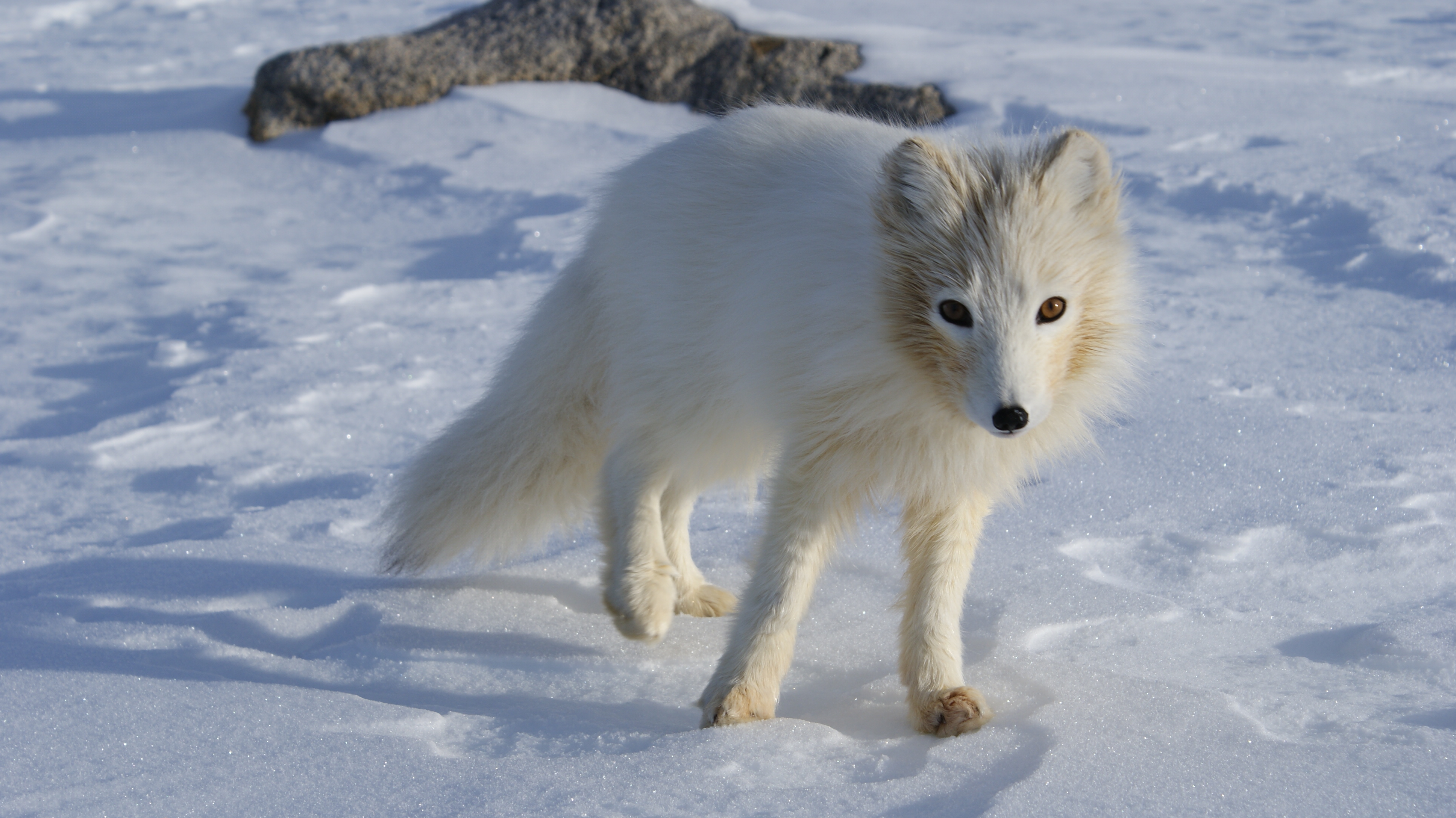Terianniaq-Qaqortaq-arctic-fox