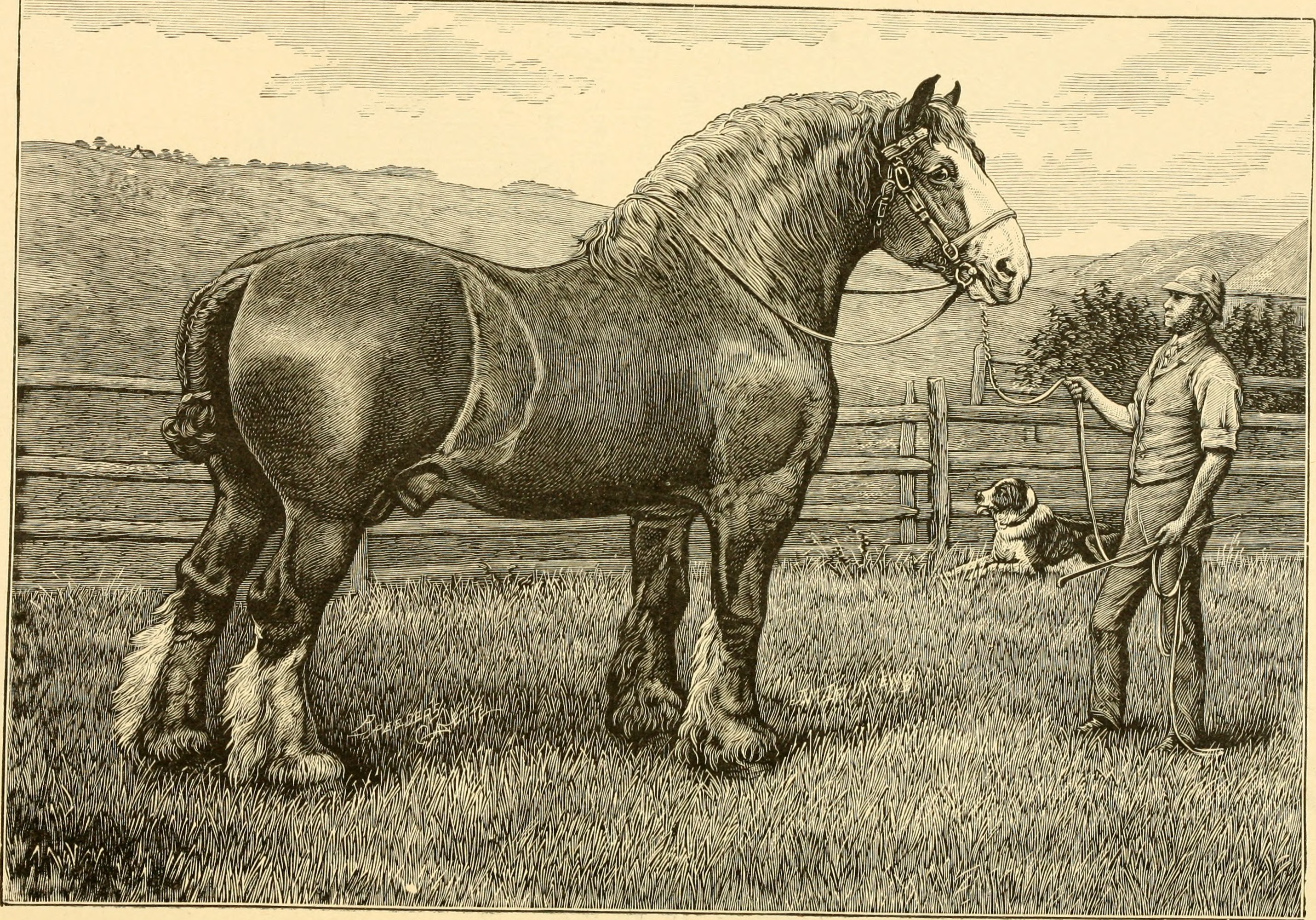 The breeds of live stock, and the principles of heredity (1887) (14594418610)