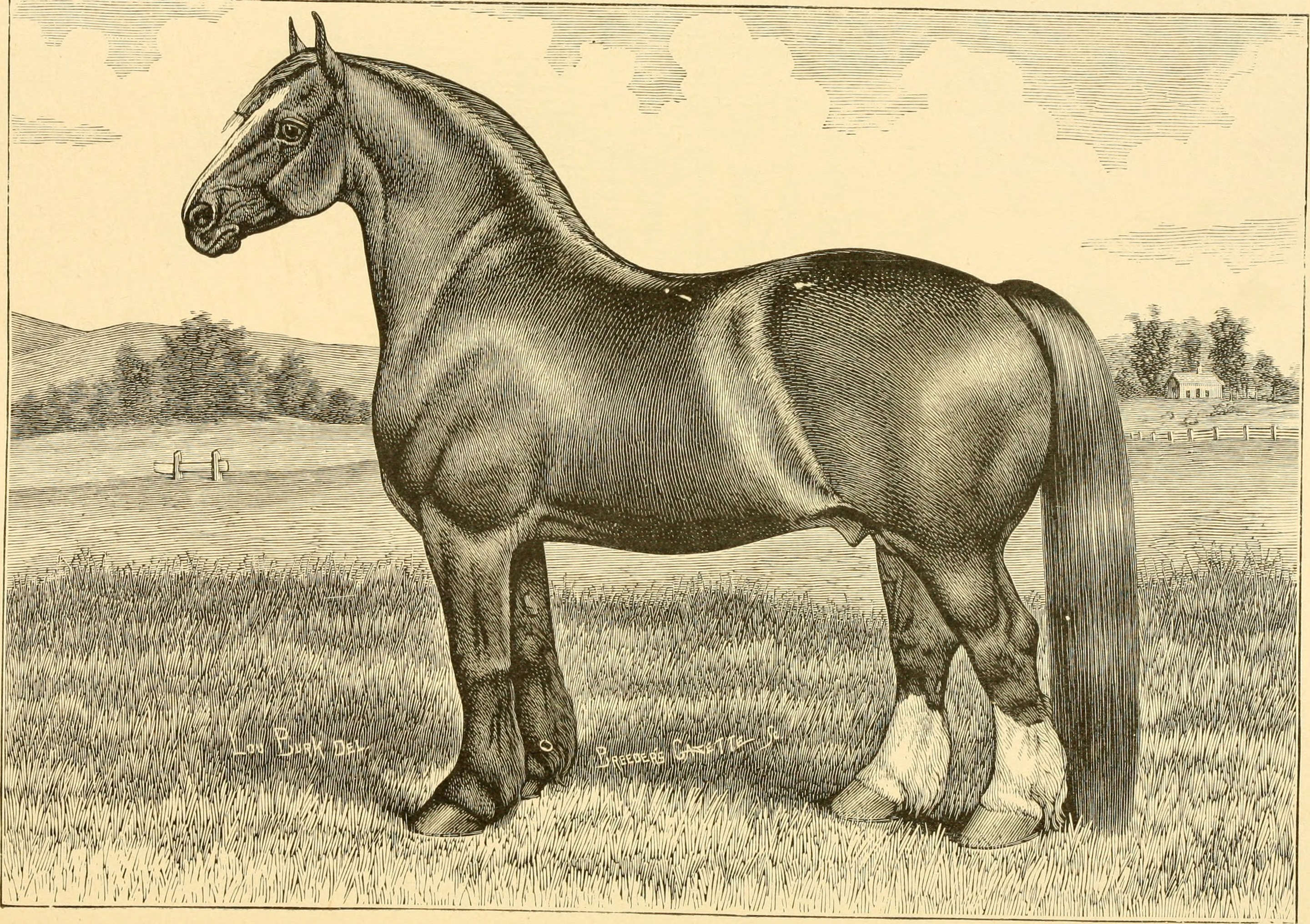 The breeds of live stock, and the principles of heredity (1887) (14594431220)