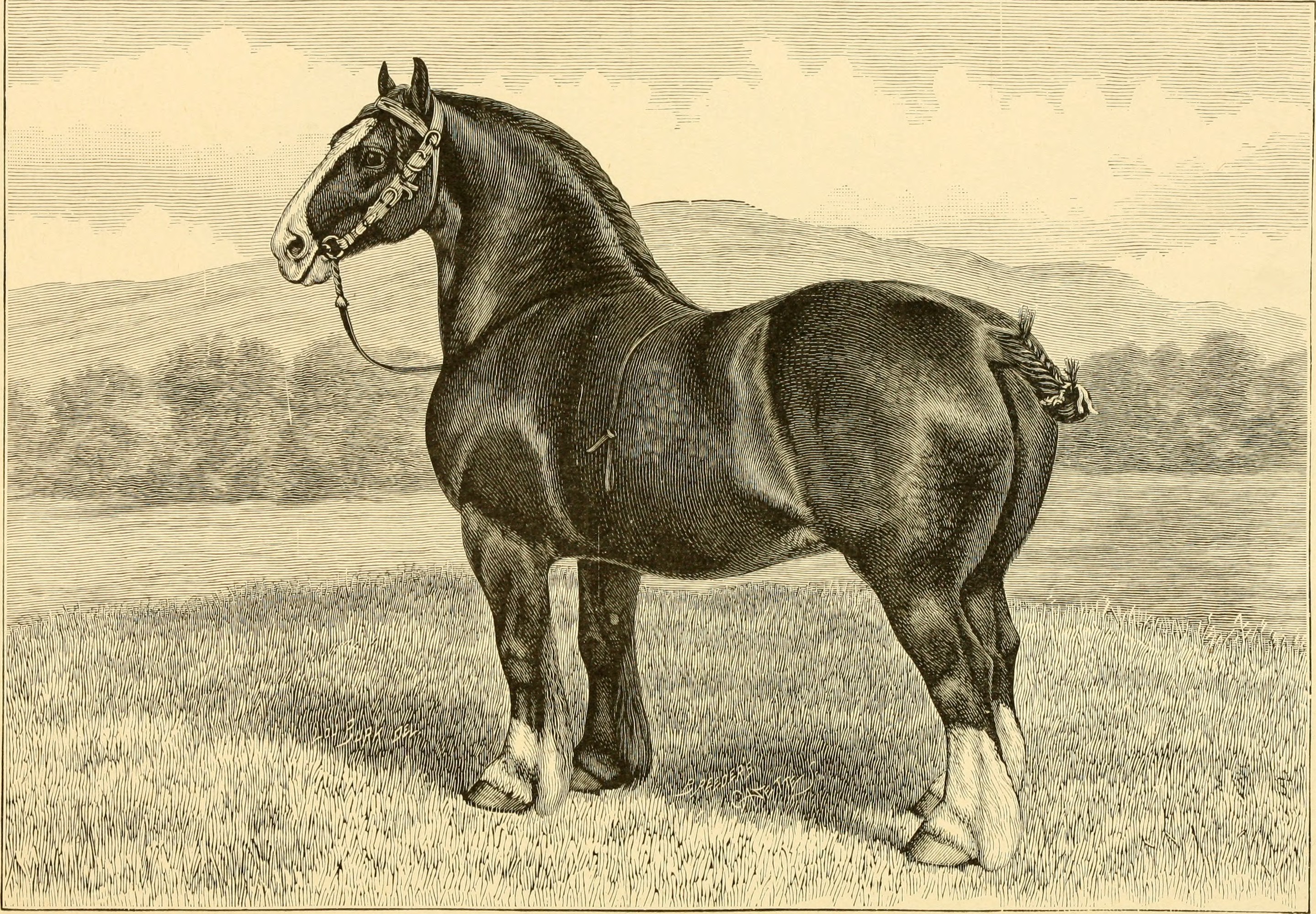 The breeds of live stock, and the principles of heredity (1887) (14594489938)