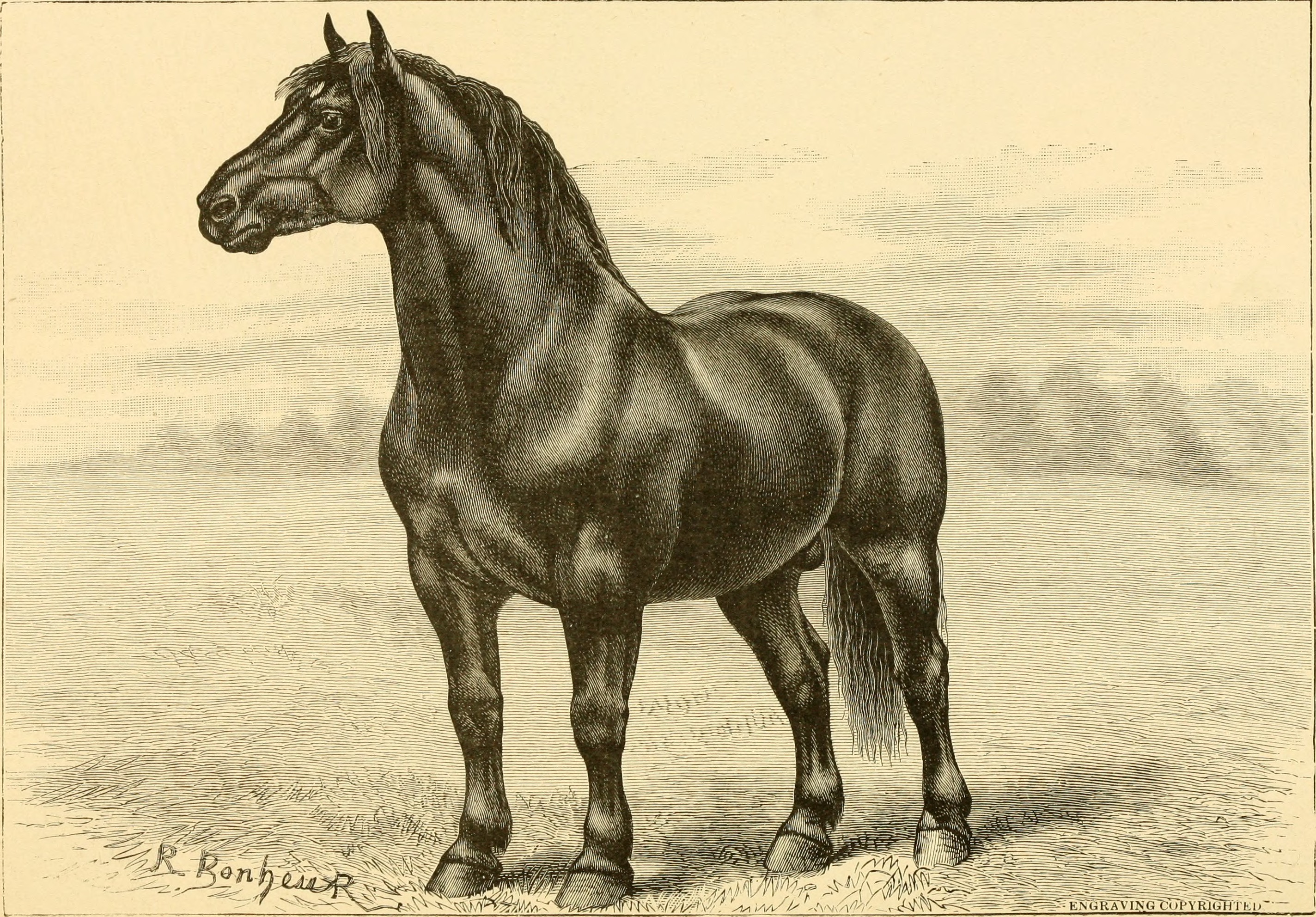 The breeds of live stock, and the principles of heredity (1887) (14594518758)