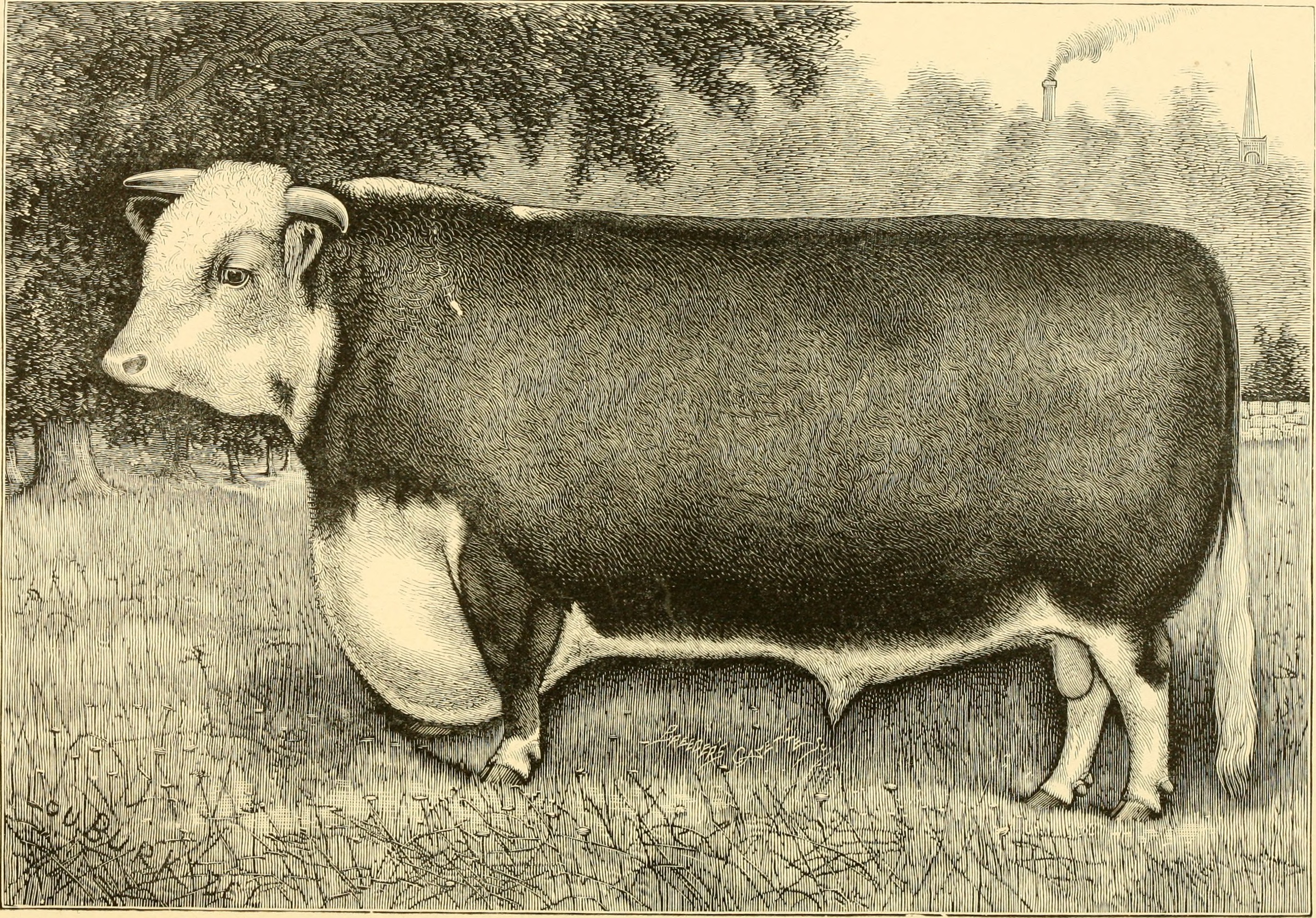 The breeds of live stock, and the principles of heredity (1887) (14758279086)