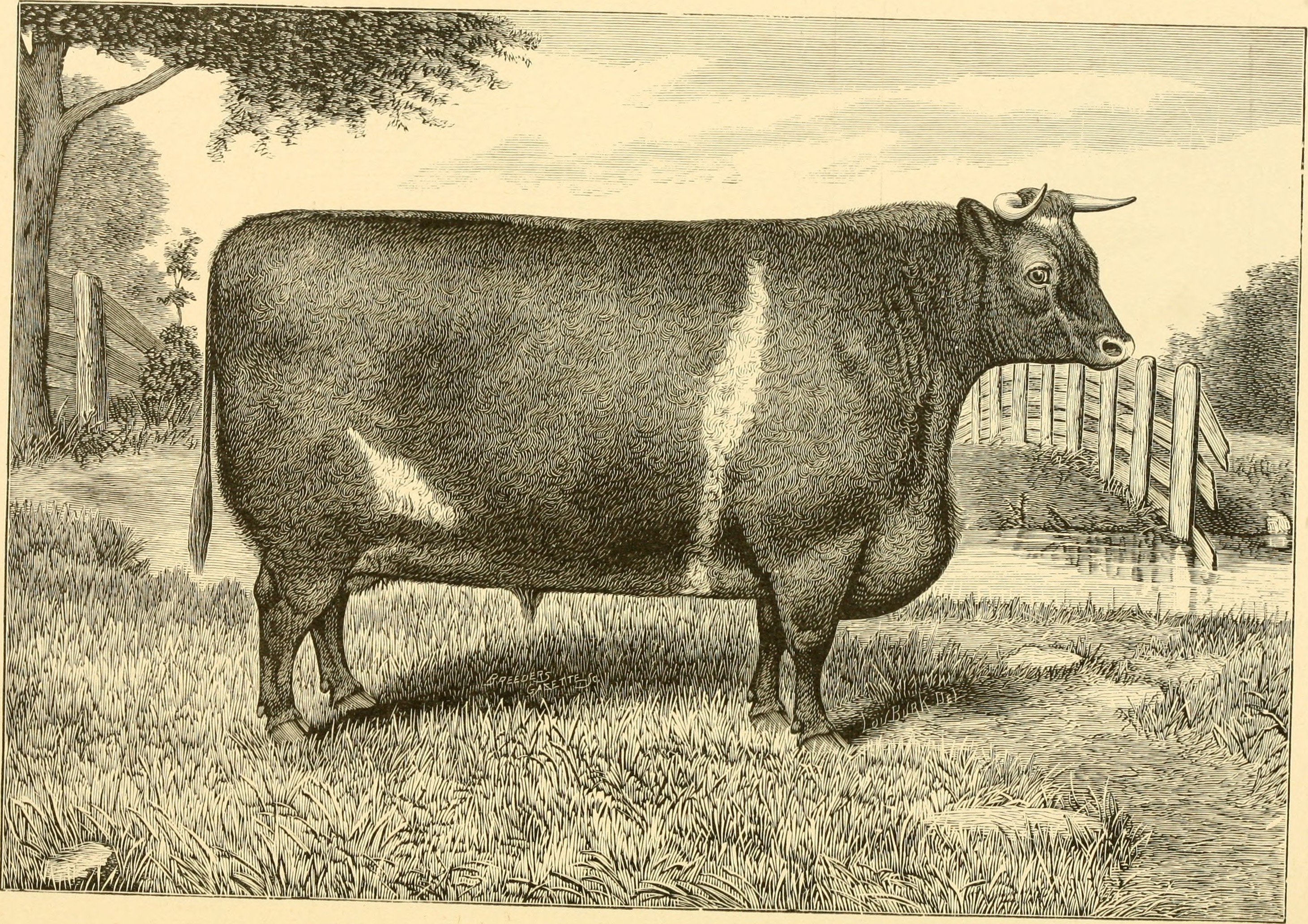 The breeds of live stock, and the principles of heredity (1887) (14778123921)