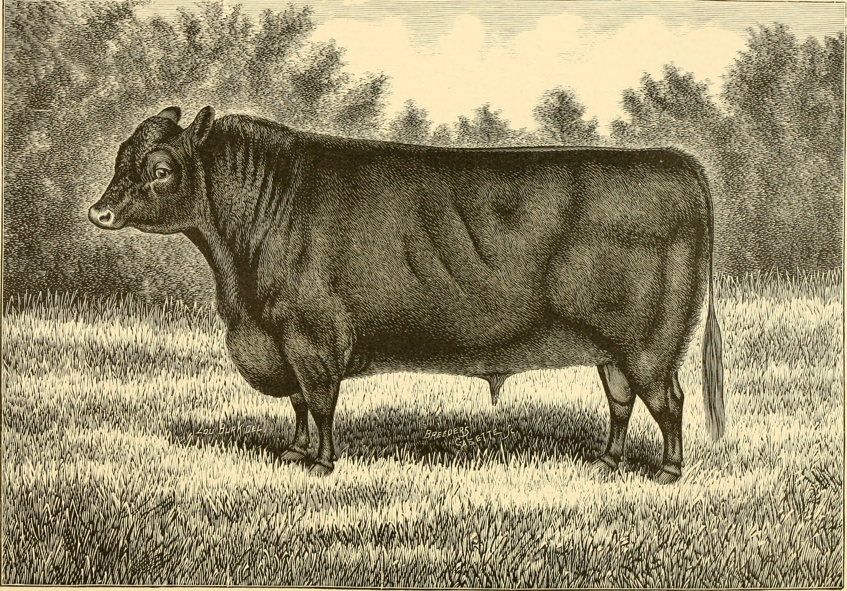 The breeds of live stock, and the principles of heredity (1887) (14778187161)