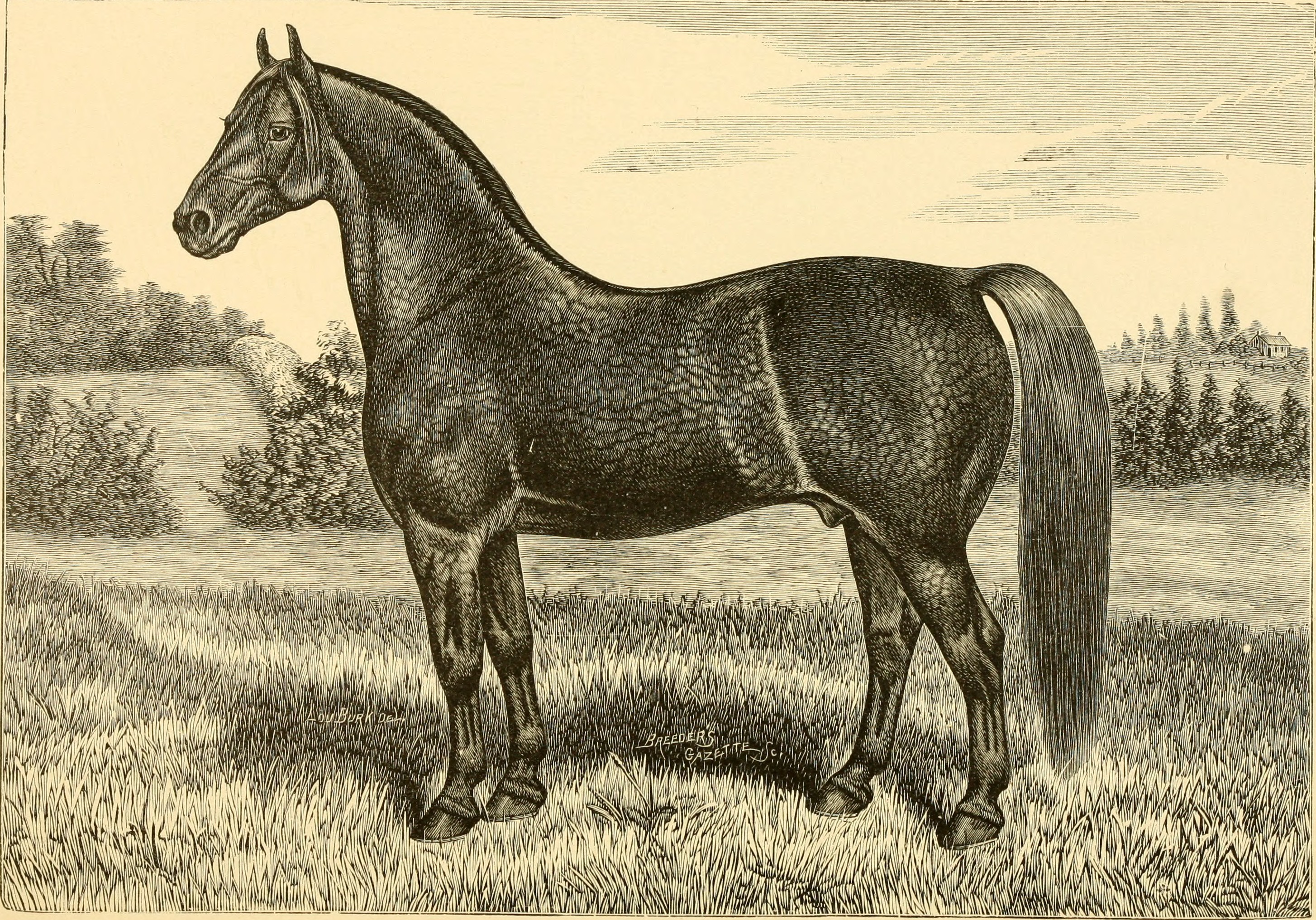 The breeds of live stock, and the principles of heredity (1887) (14778764584)