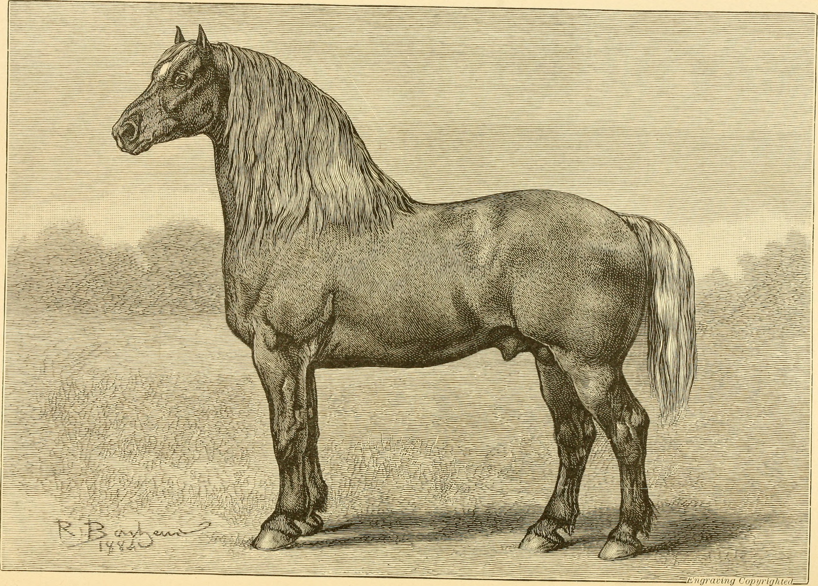 The breeds of live stock, and the principles of heredity (1887) (14781209695)
