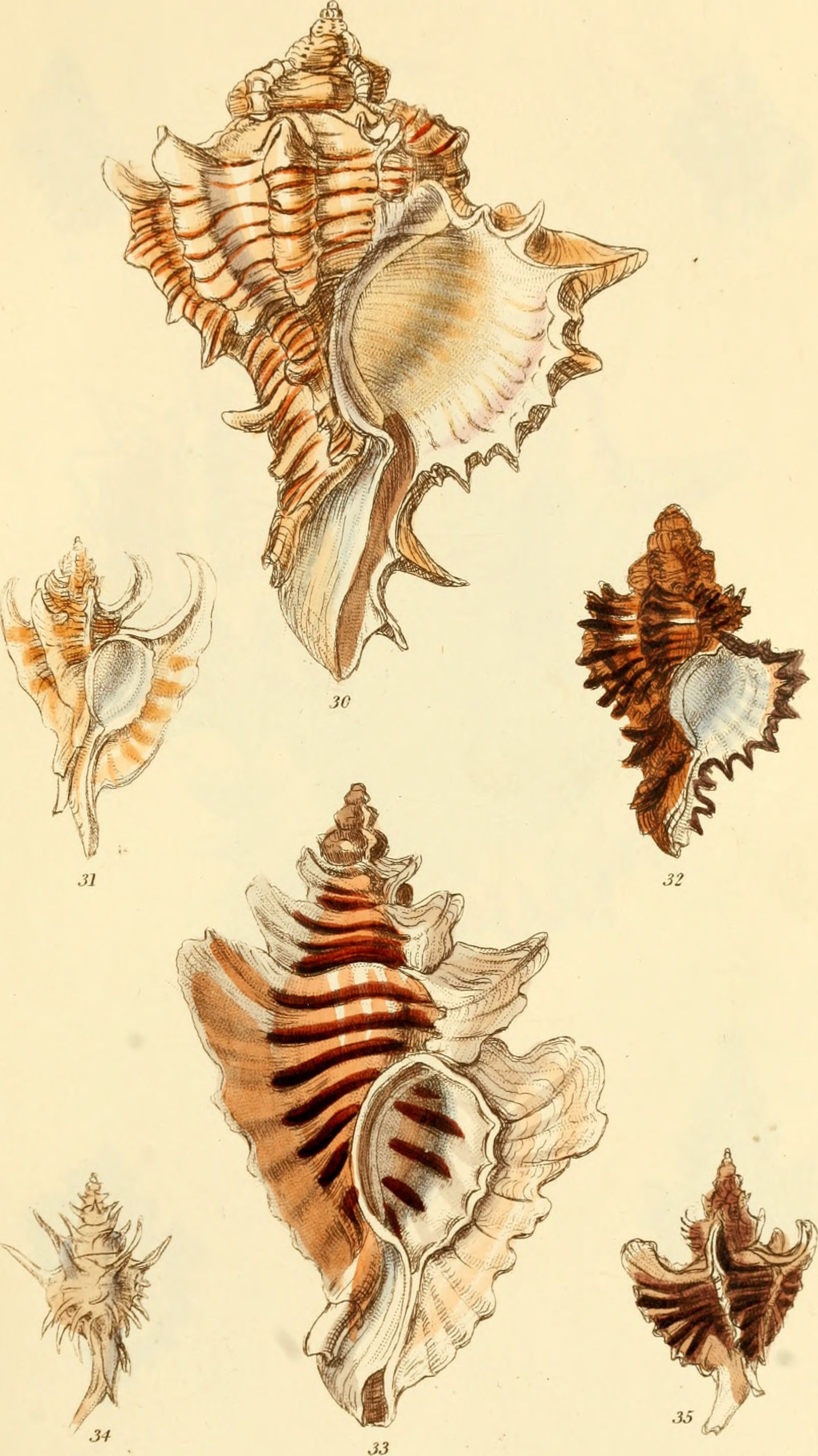 The conchological illustrations (1841) (20490840958)