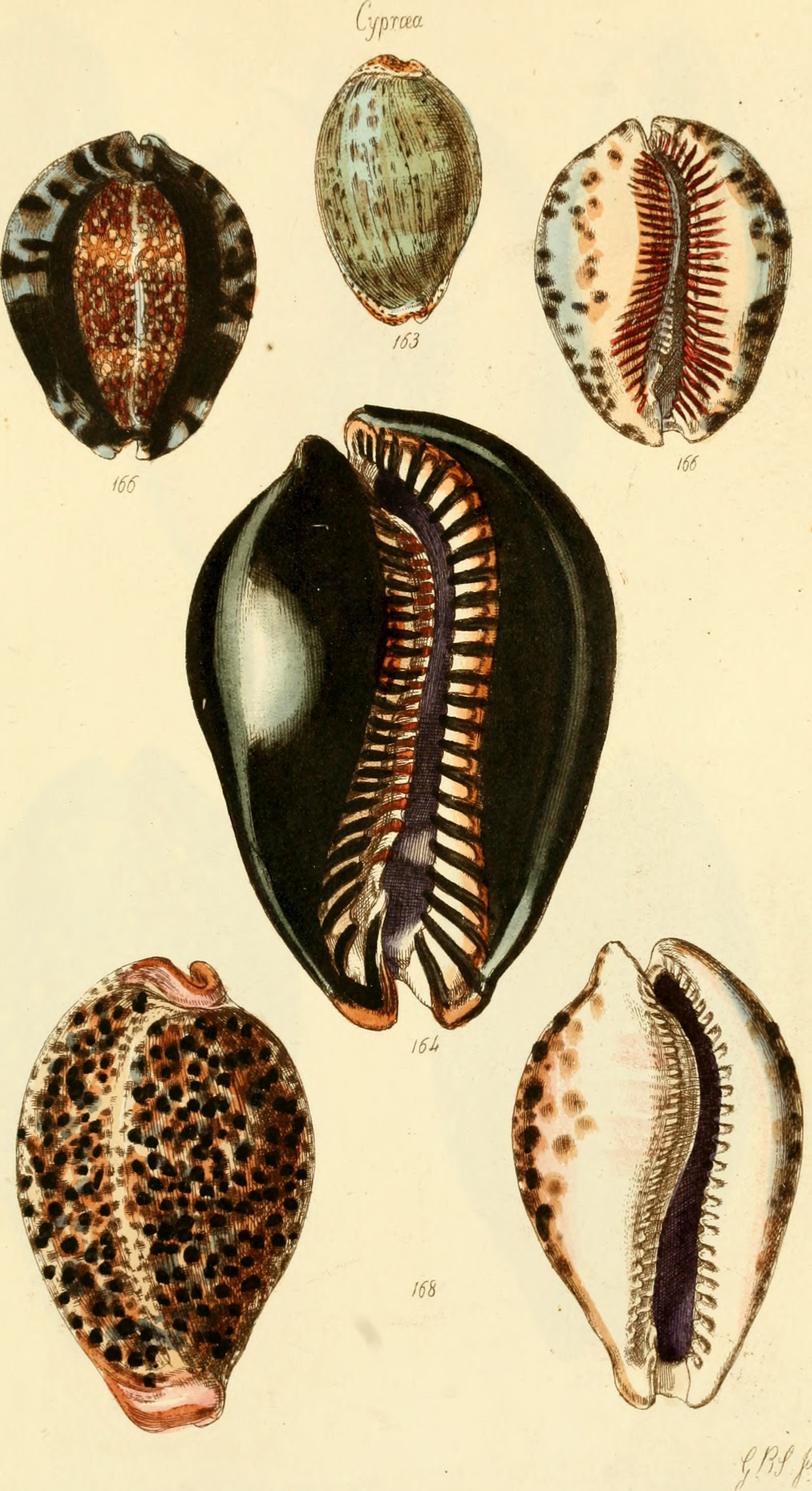 The conchological illustrations (1841) (20492283859)