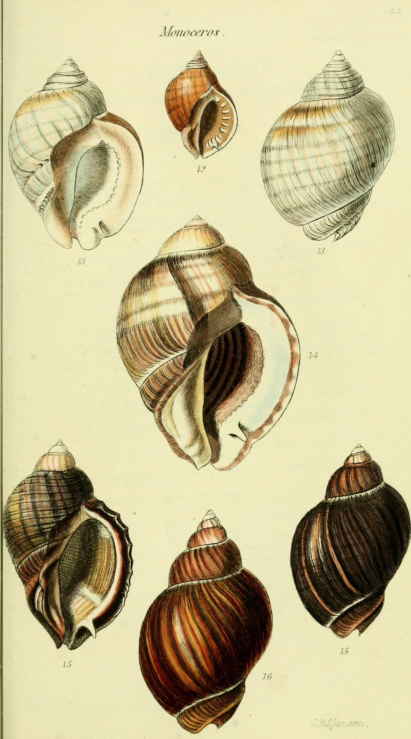 The conchological illustrations or, Coloured figures of all the hitherto unfigured recent shells (1832) (20058268653)