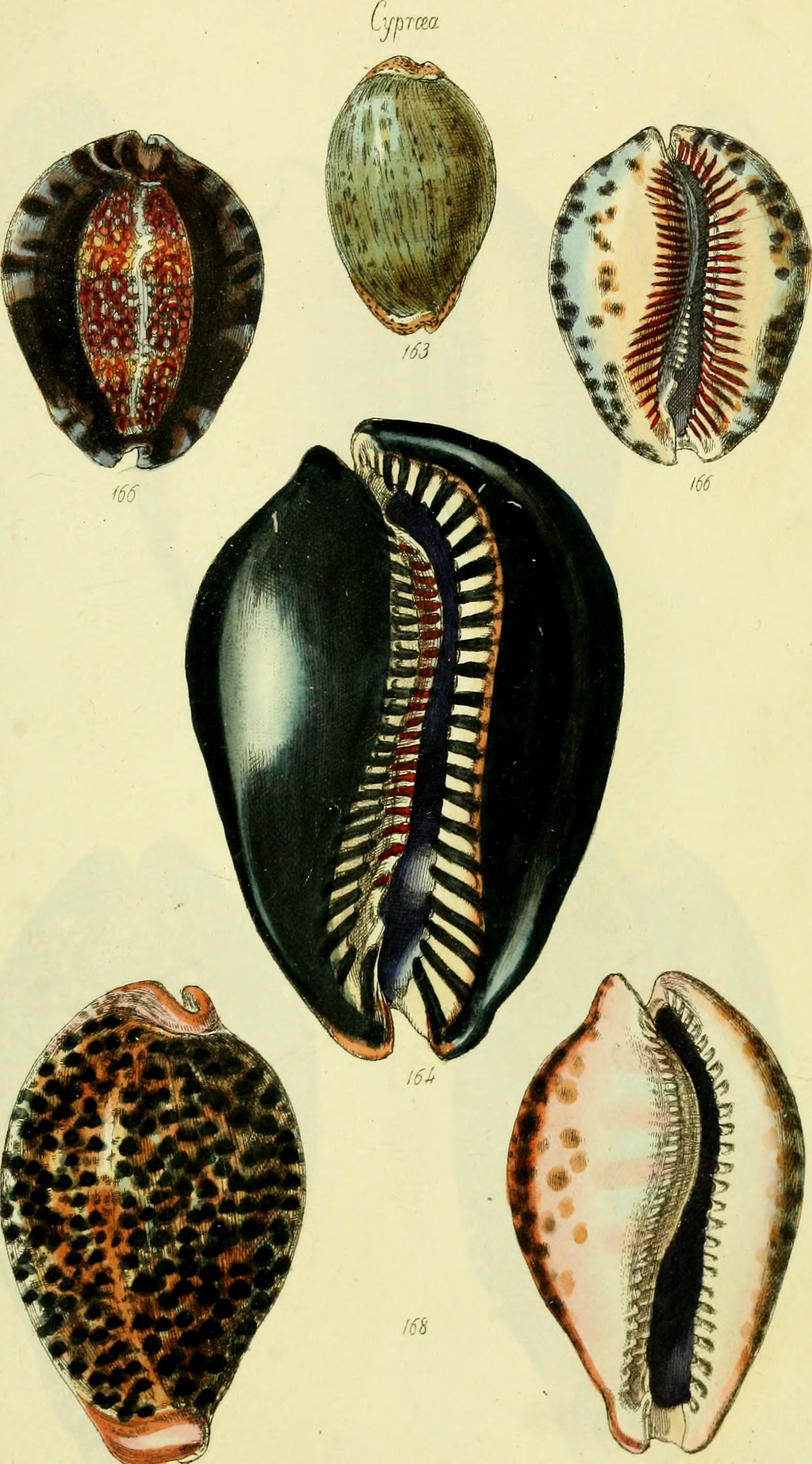 The conchological illustrations or, Coloured figures of all the hitherto unfigured recent shells (1832) (20058362033)