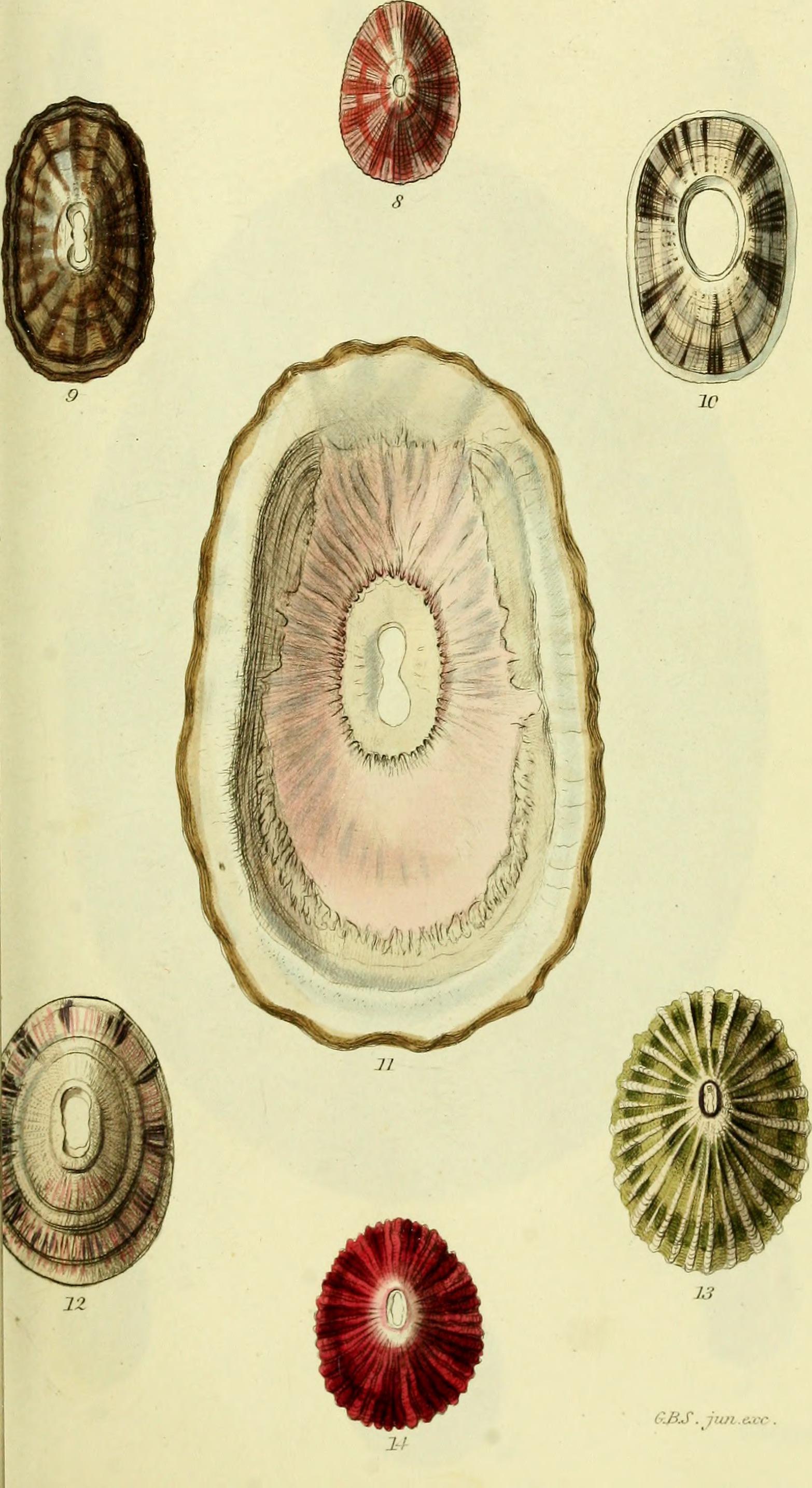 The conchological illustrations or, Coloured figures of all the hitherto unfigured recent shells (1832) (20490949150)
