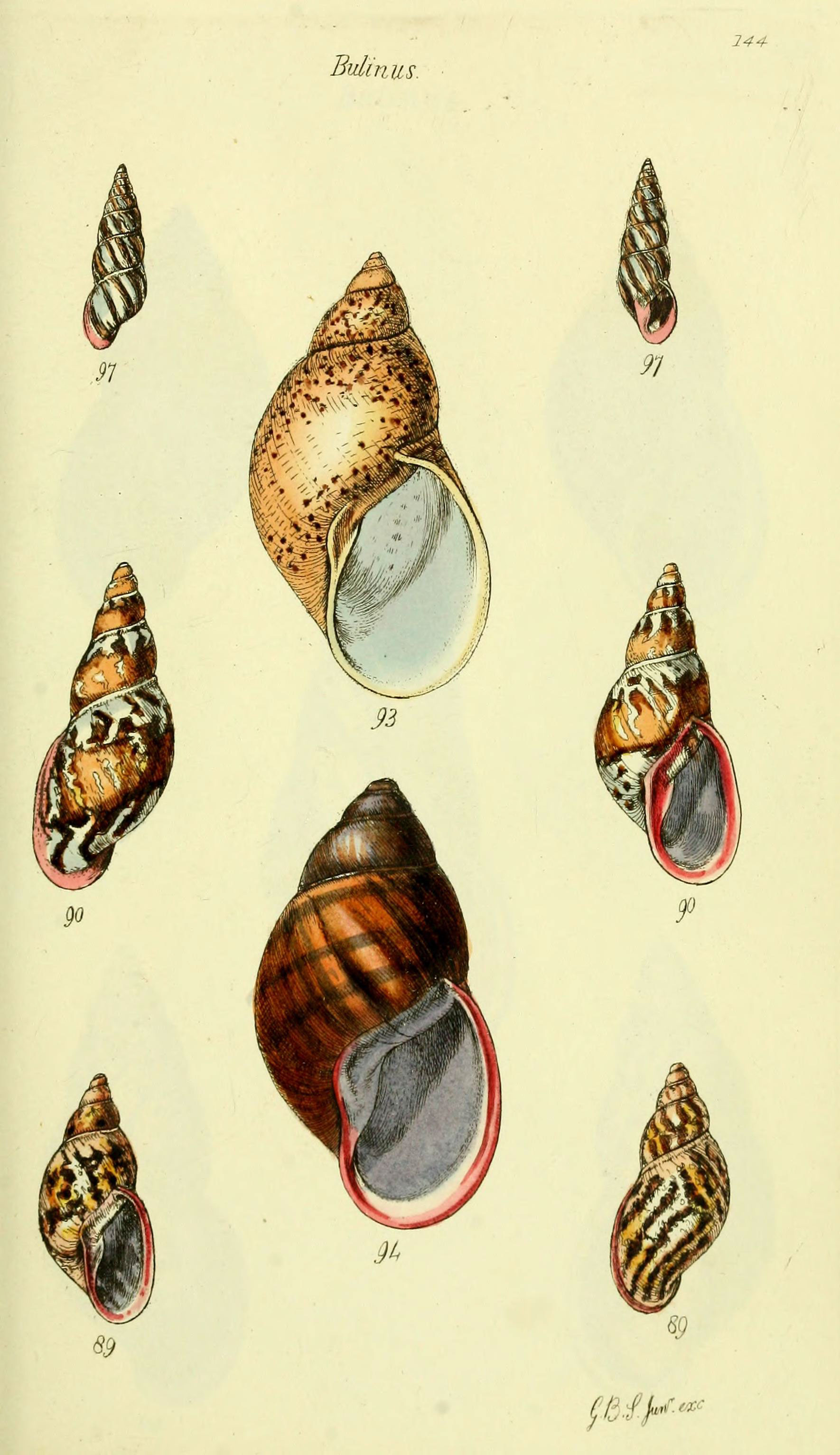 The conchological illustrations or, Coloured figures of all the hitherto unfigured recent shells (5977937539)