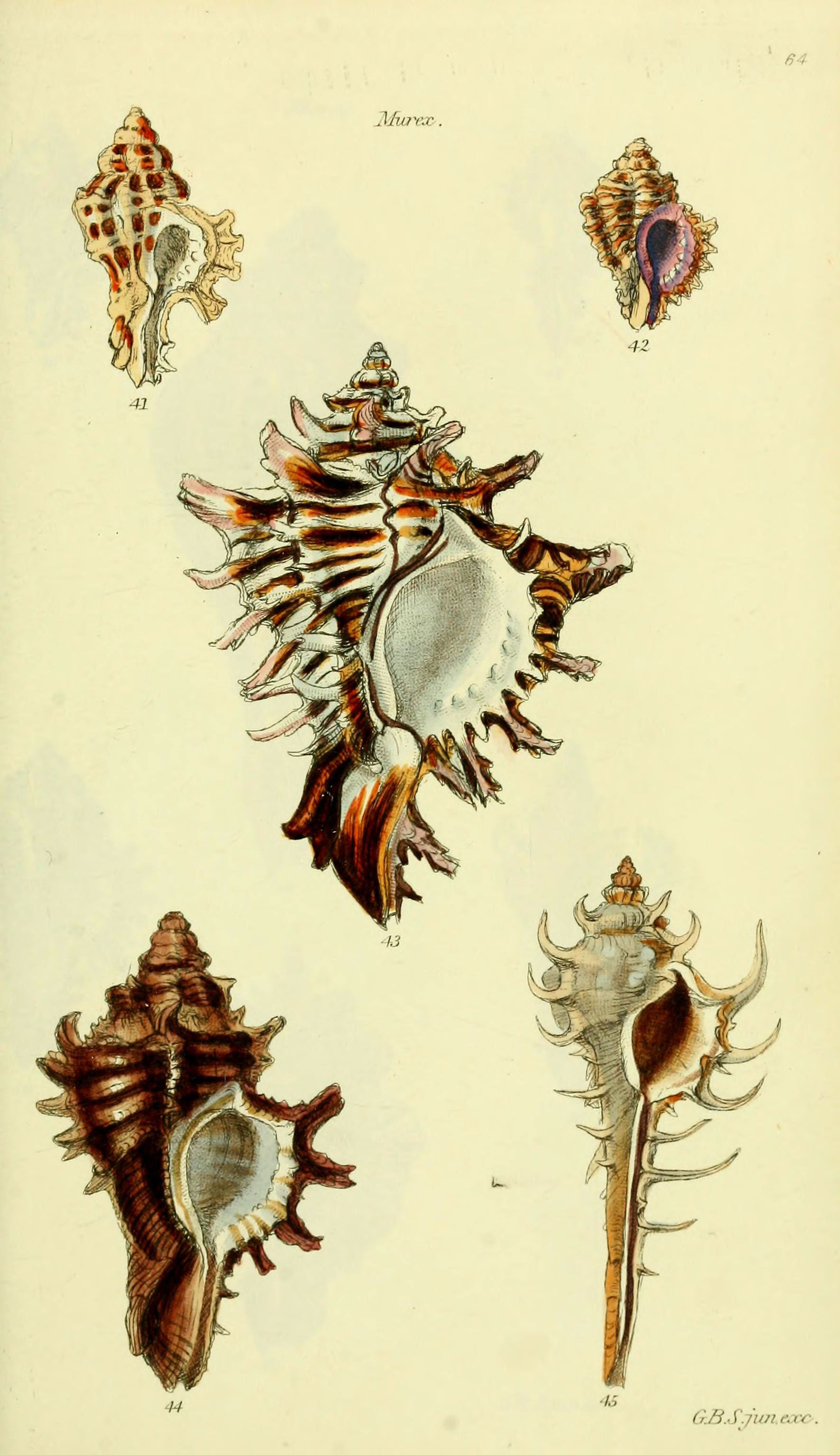 The conchological illustrations or, Coloured figures of all the hitherto unfigured recent shells (5977956565)