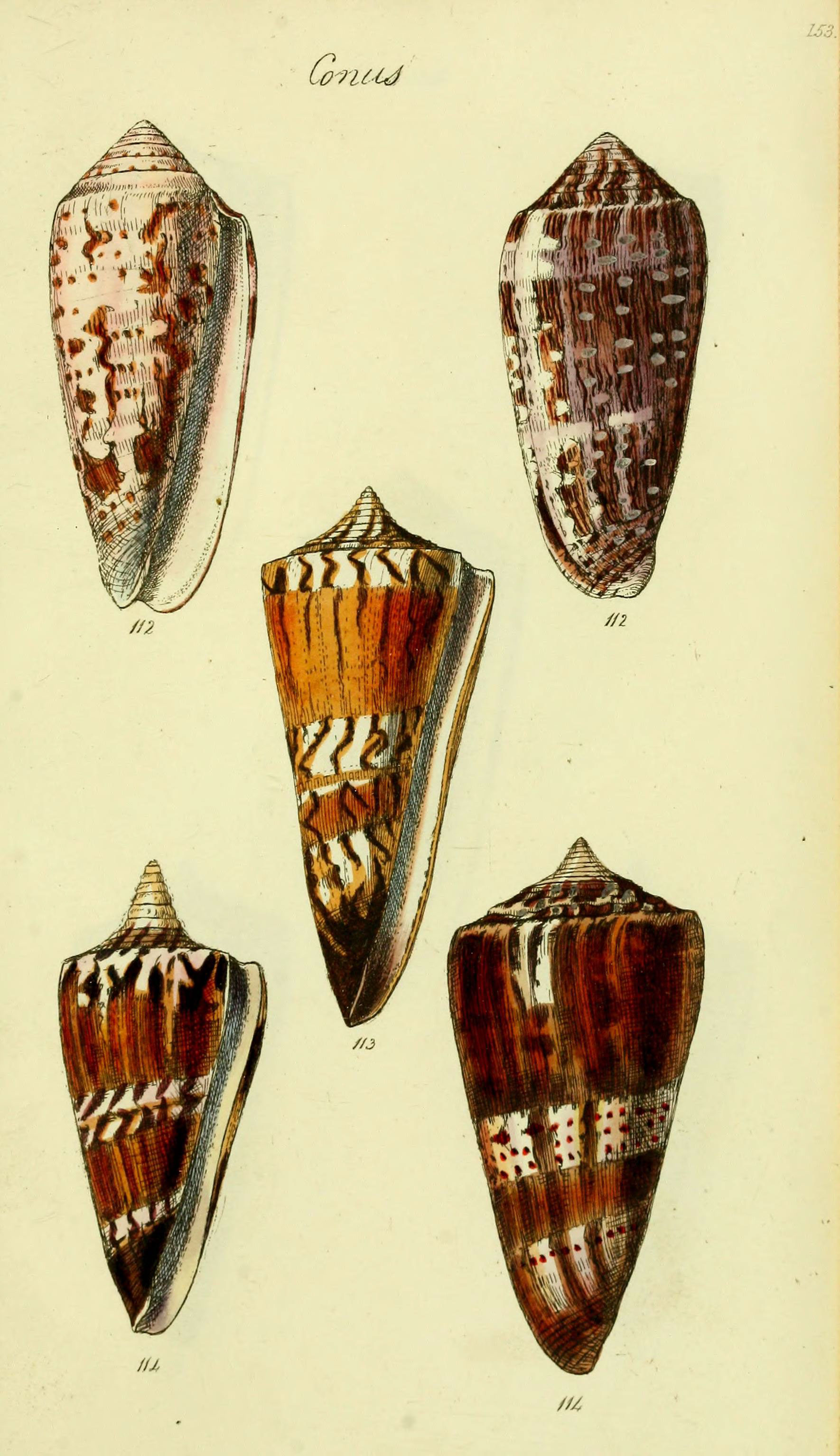 The conchological illustrations or, Coloured figures of all the hitherto unfigured recent shells (5977988535)