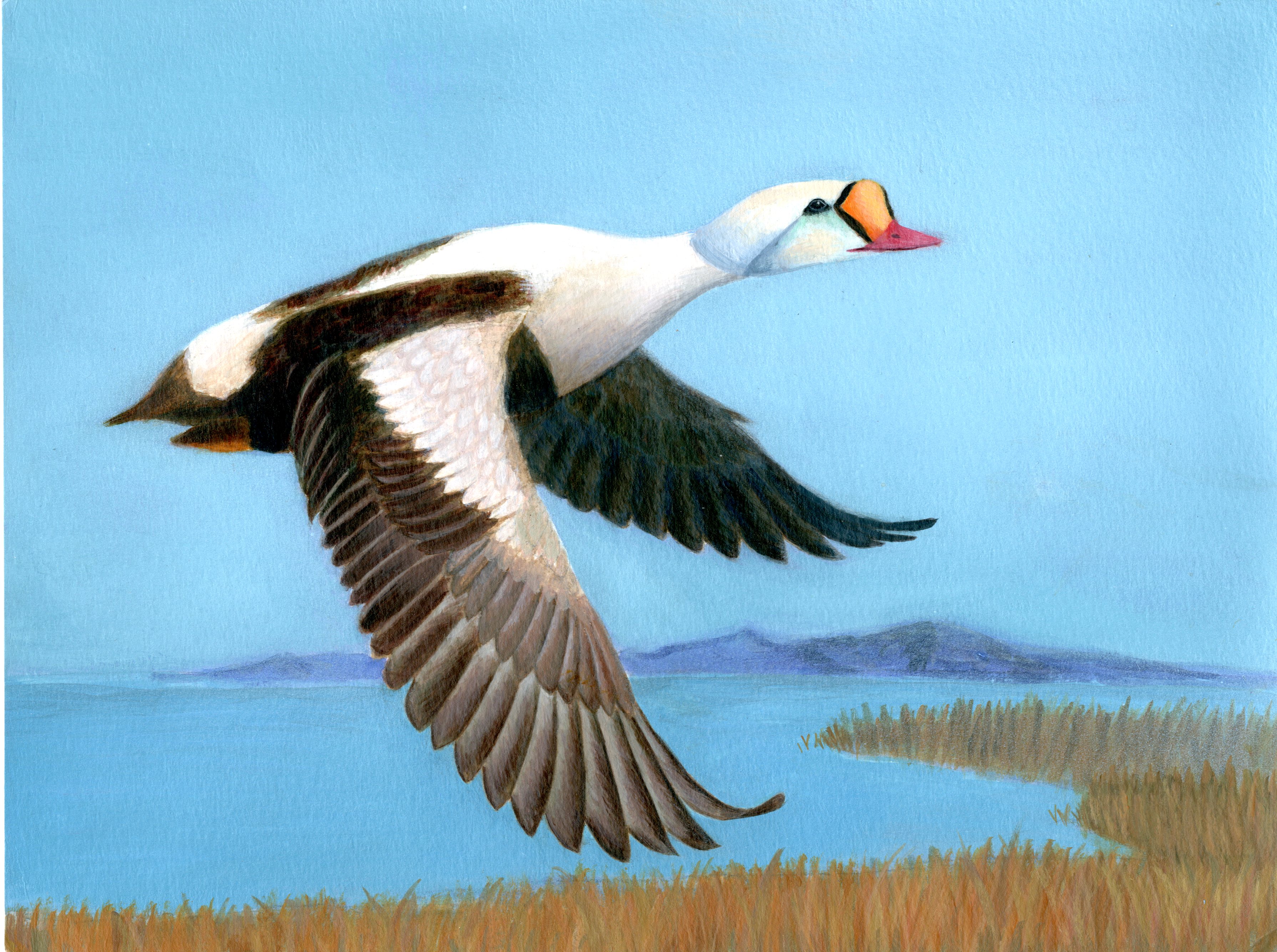 The finalist from Virginia for the 2011 Junior Duck Stamp Art Contest. (5598454448)