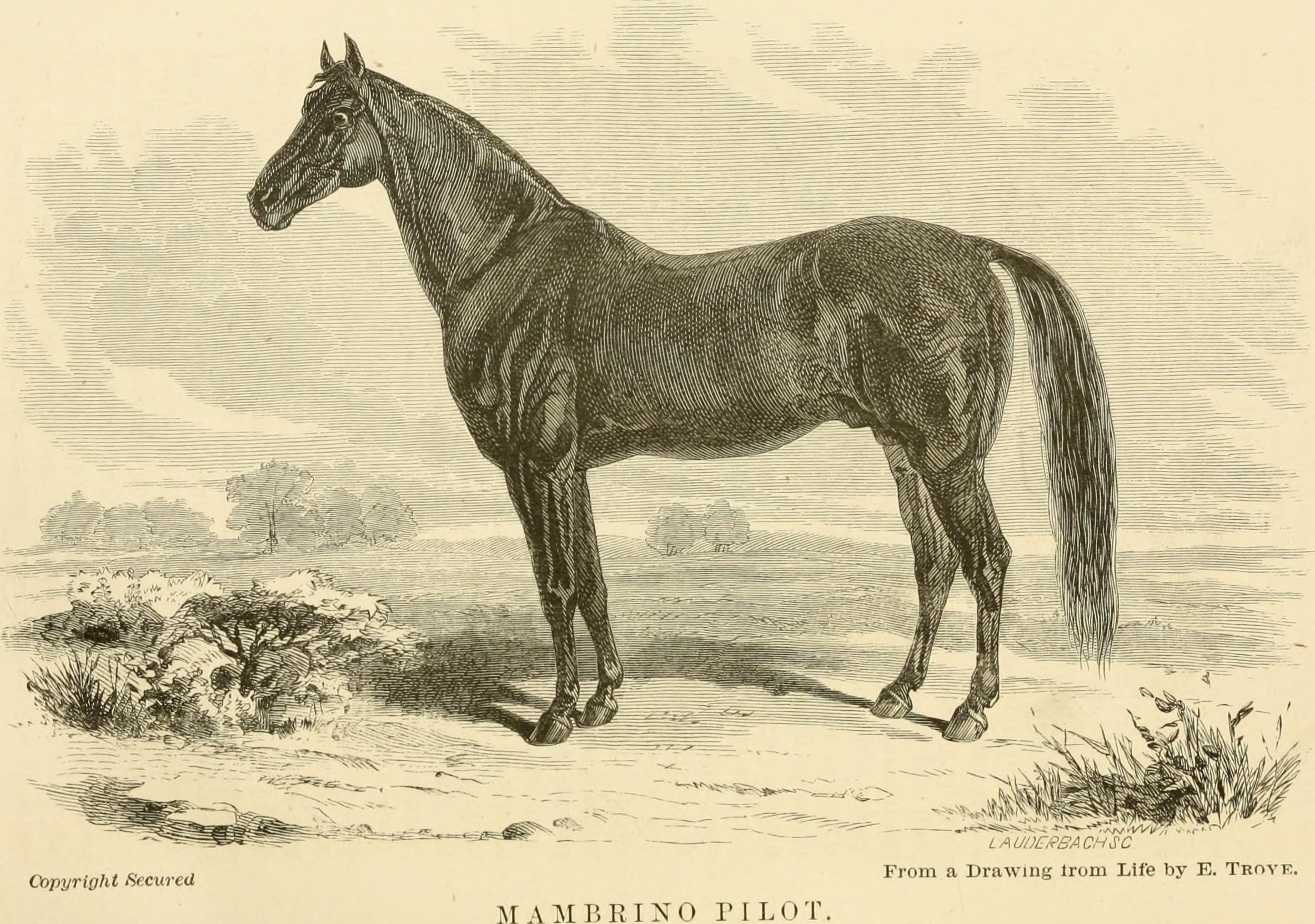 The horse in the stable and the field - his management in health and disease (1869) (14761404896)