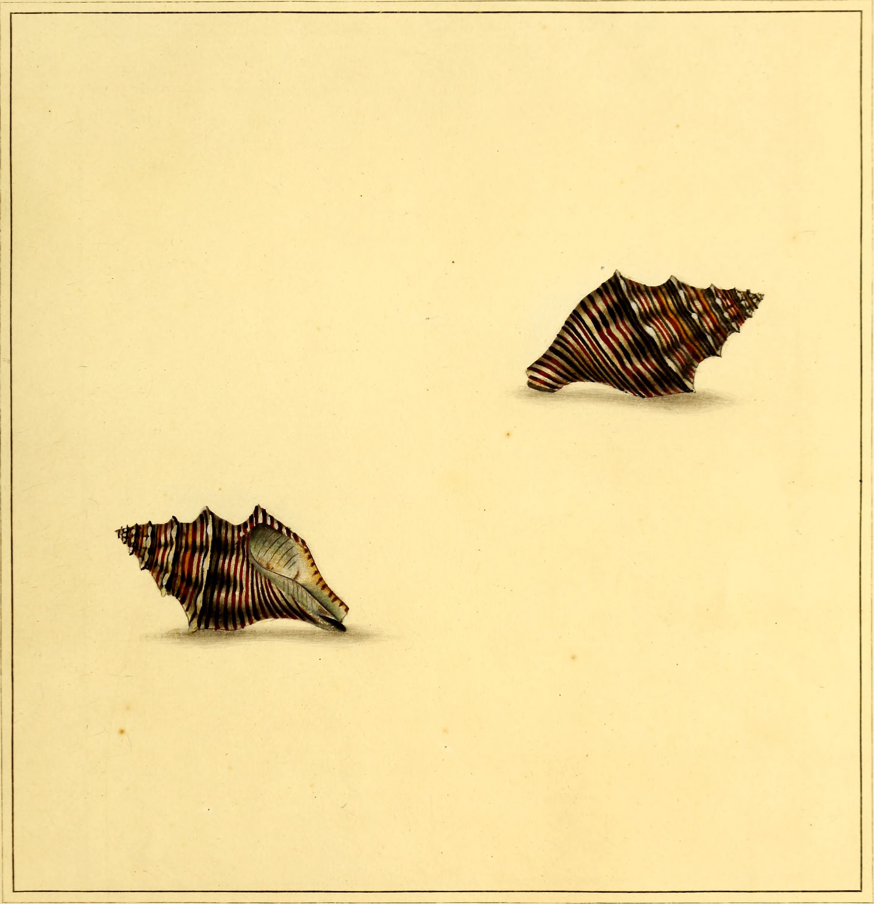 The universal conchologist - exhibiting the figure of every known shell accurately drawn and painted after nature (1789) (14595681369)