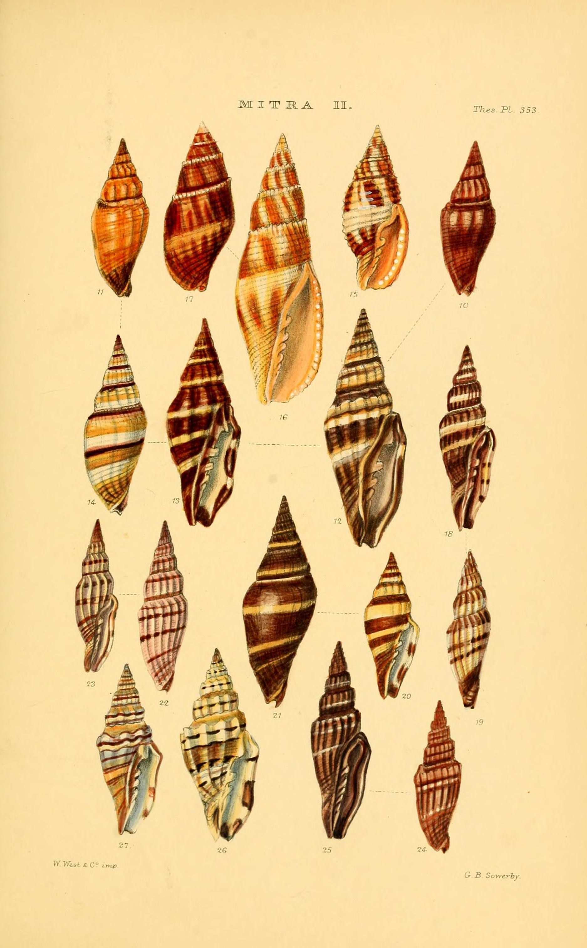 Thesaurus conchyliorum, or, Monographs of genera of shells (8293776037)