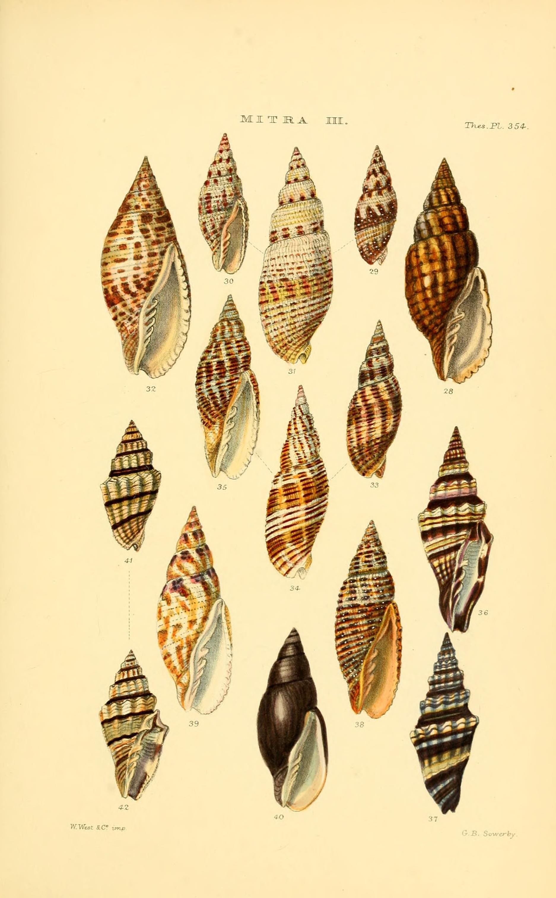 Thesaurus conchyliorum, or, Monographs of genera of shells (8293776651)