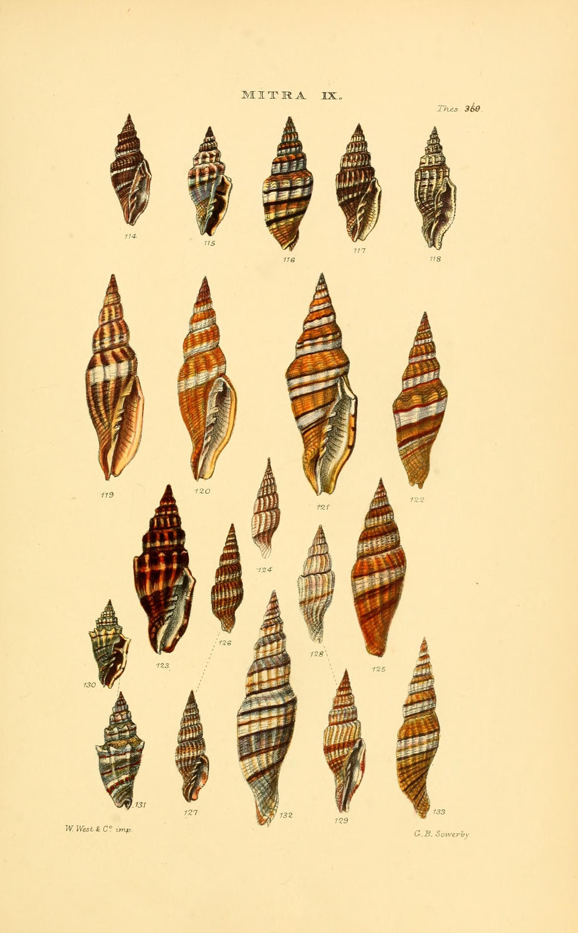 Thesaurus conchyliorum, or, Monographs of genera of shells (8293779819)