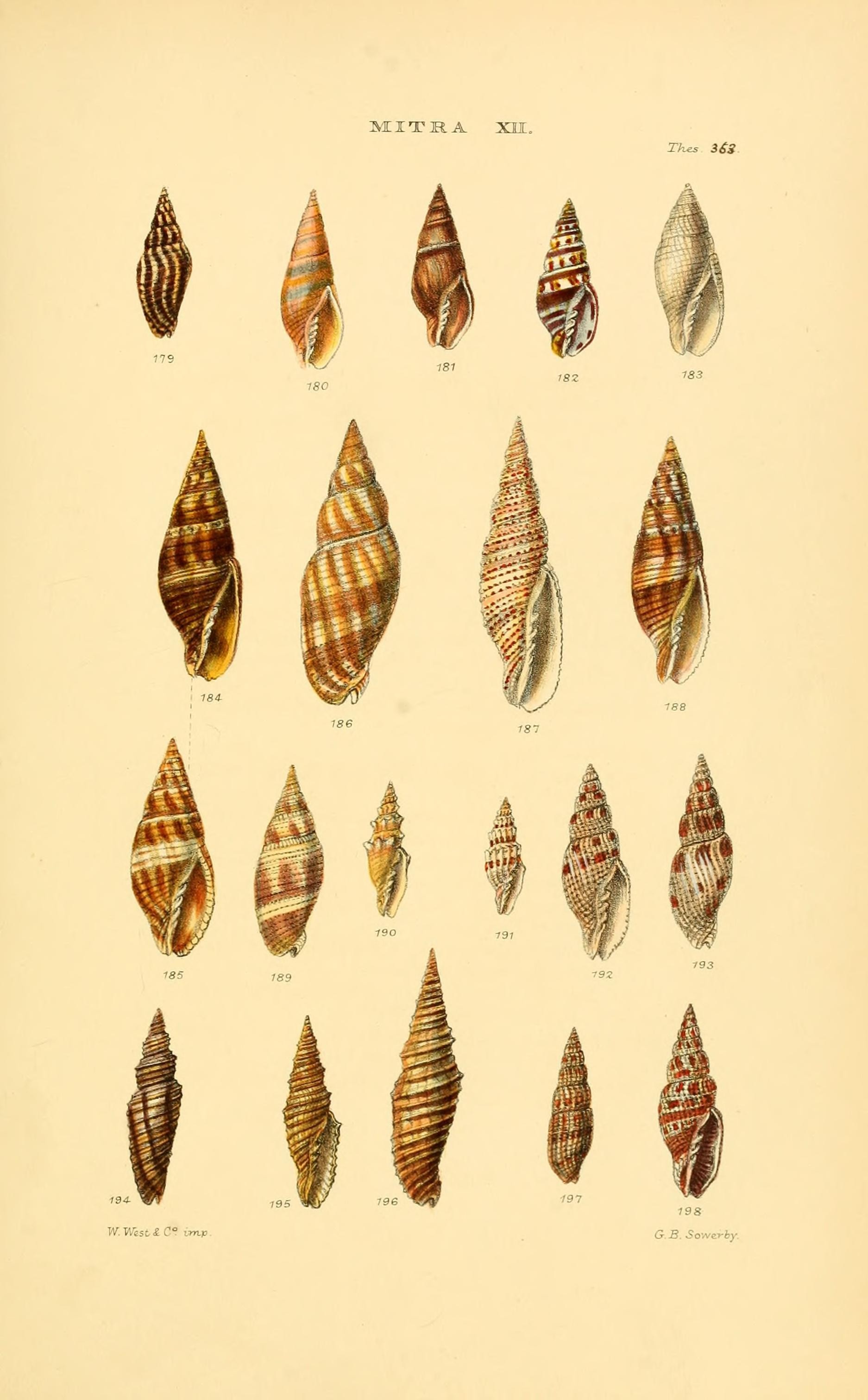 Thesaurus conchyliorum, or, Monographs of genera of shells (8293781081)