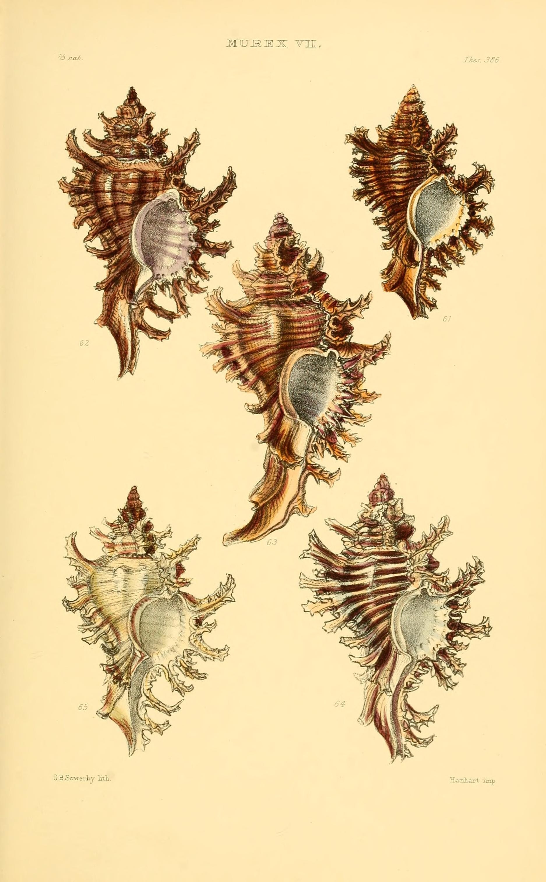 Thesaurus conchyliorum, or, Monographs of genera of shells (8293792547)