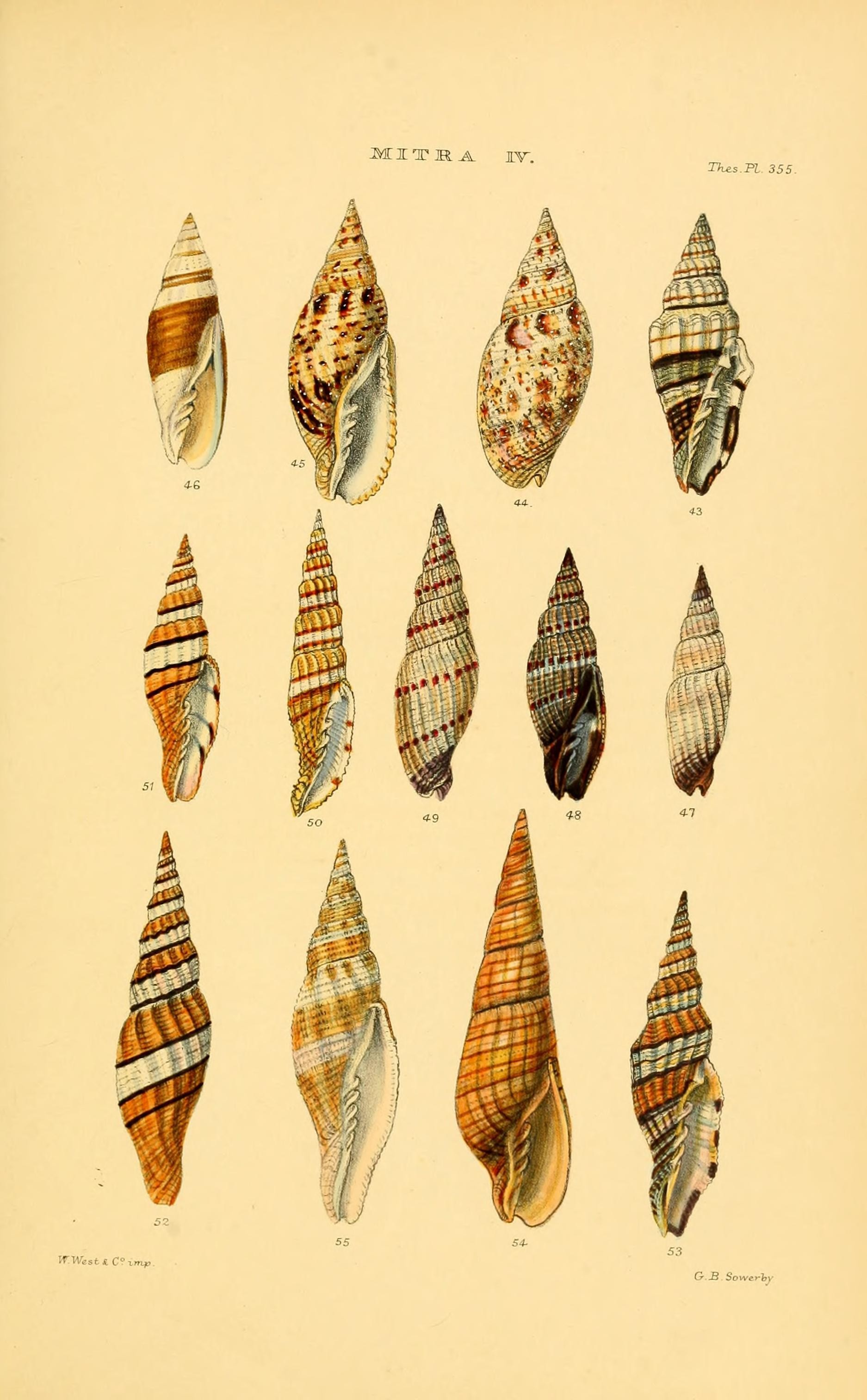 Thesaurus conchyliorum, or, Monographs of genera of shells (8294832326)