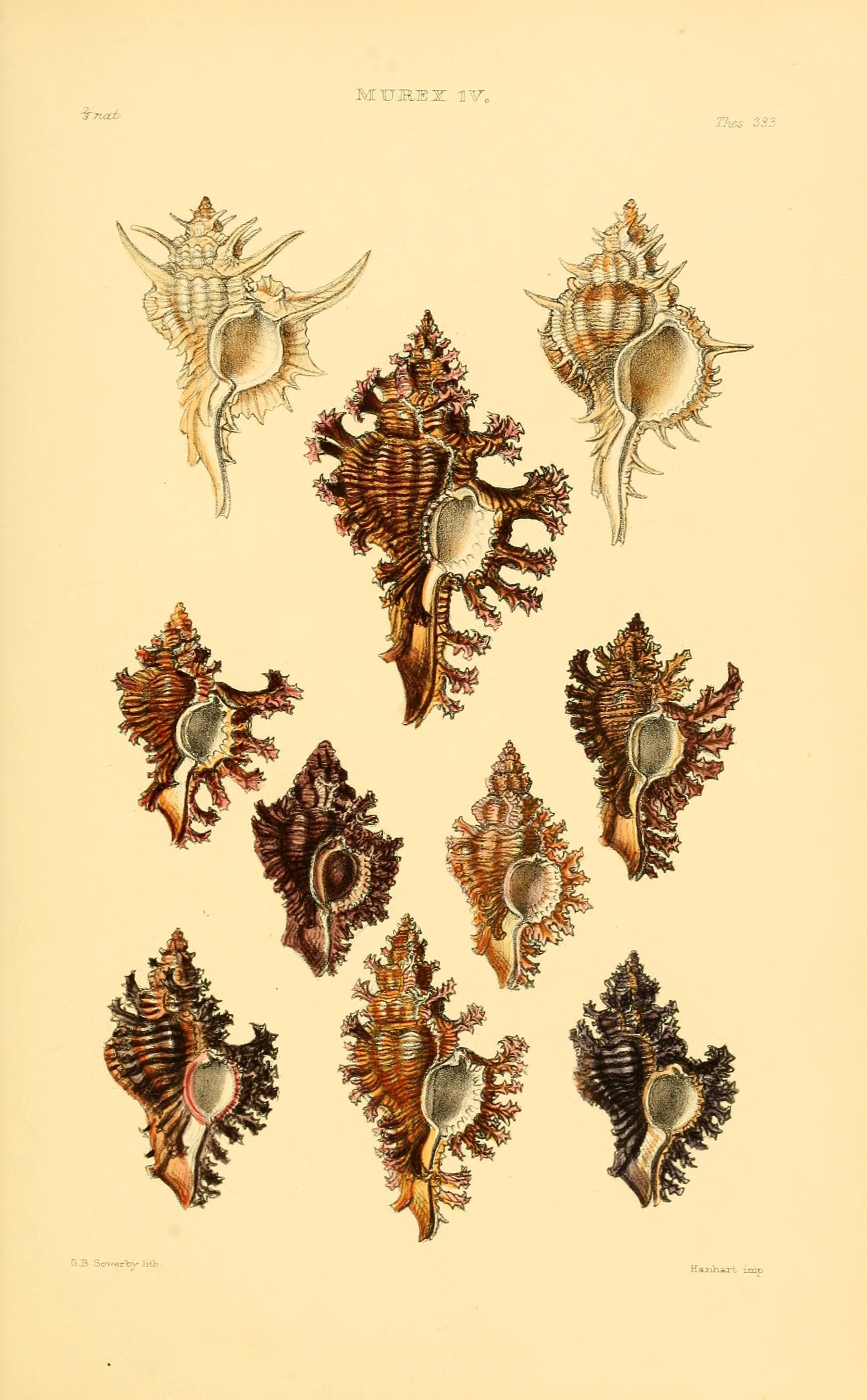 Thesaurus conchyliorum, or, Monographs of genera of shells (8294846254)
