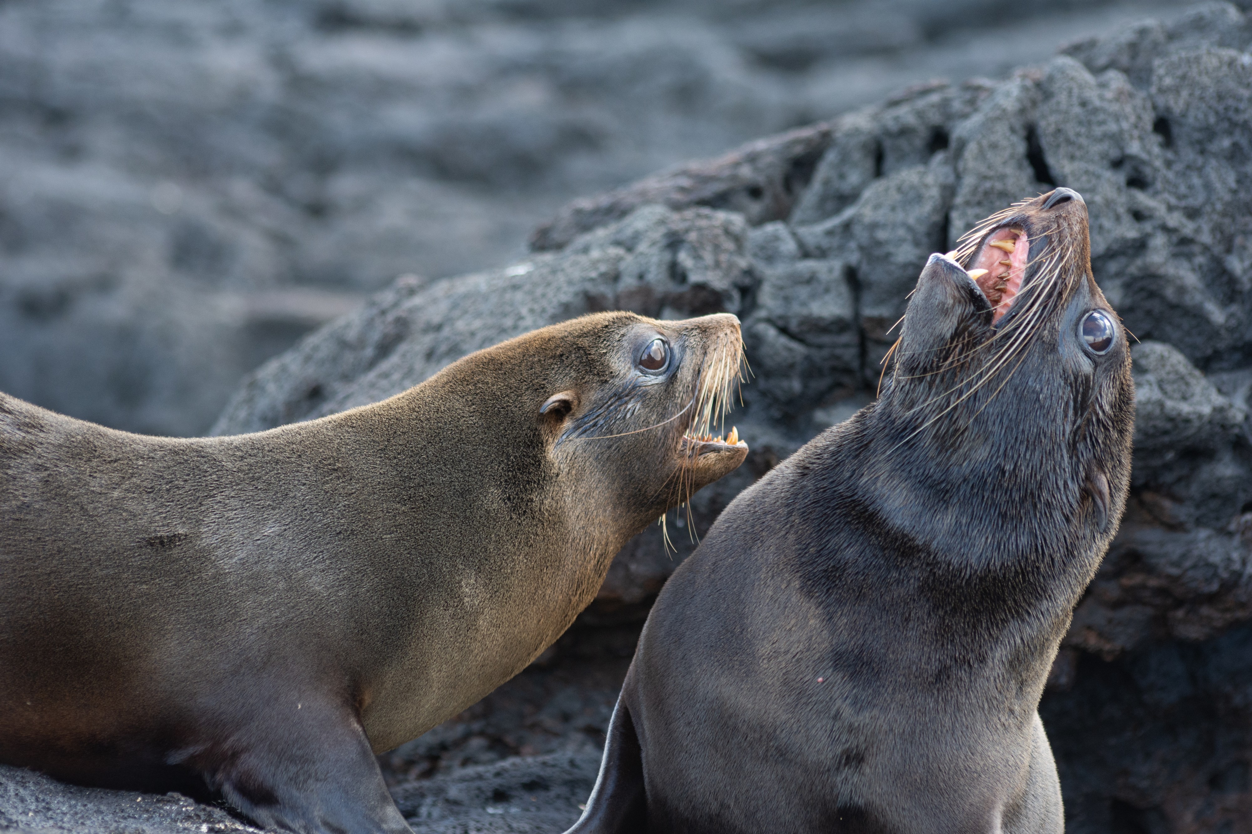 20180808-Galápagos fur seal-12 at Santiago (9797)