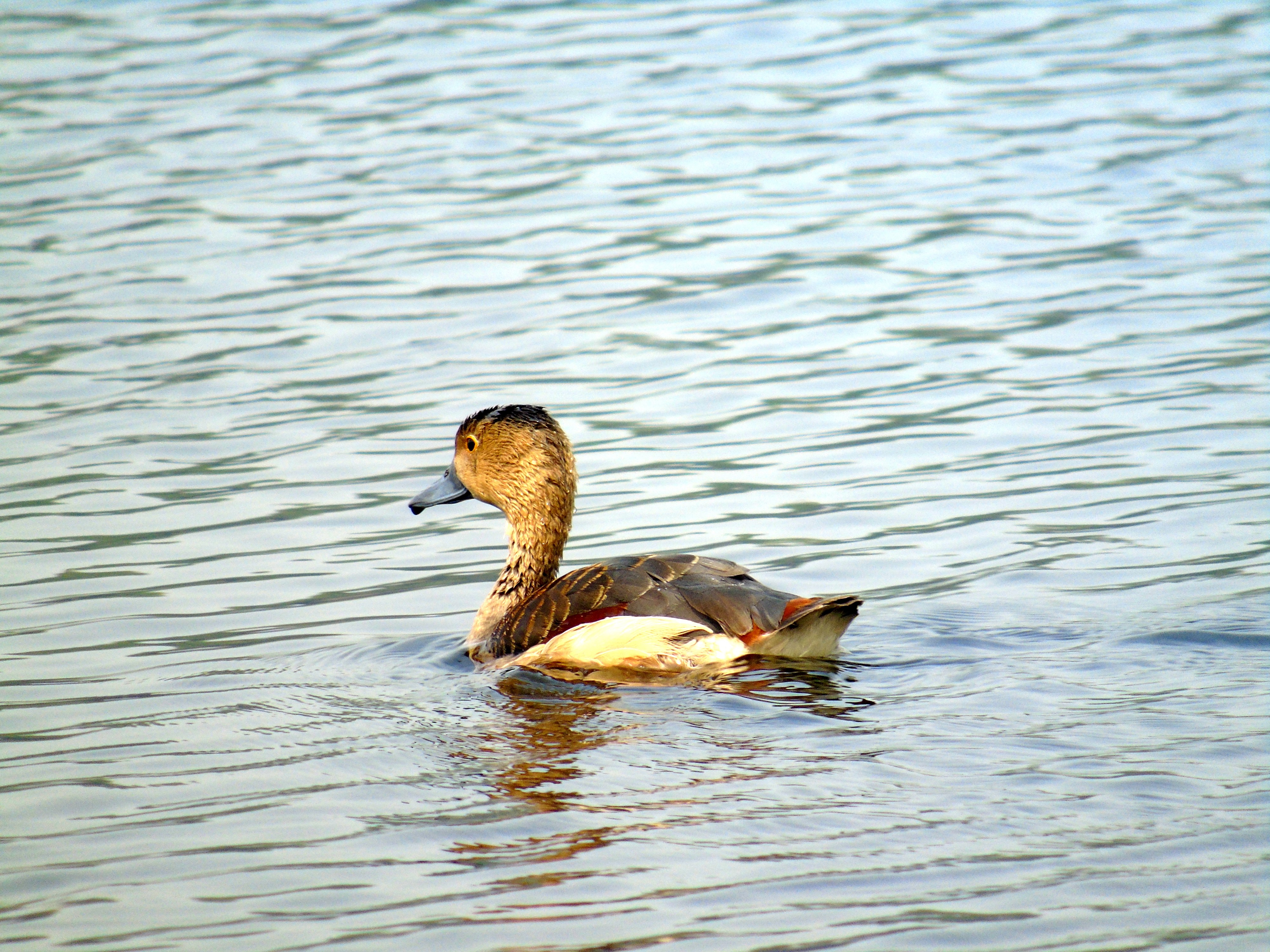 A LESSER WHISTLING DUCK