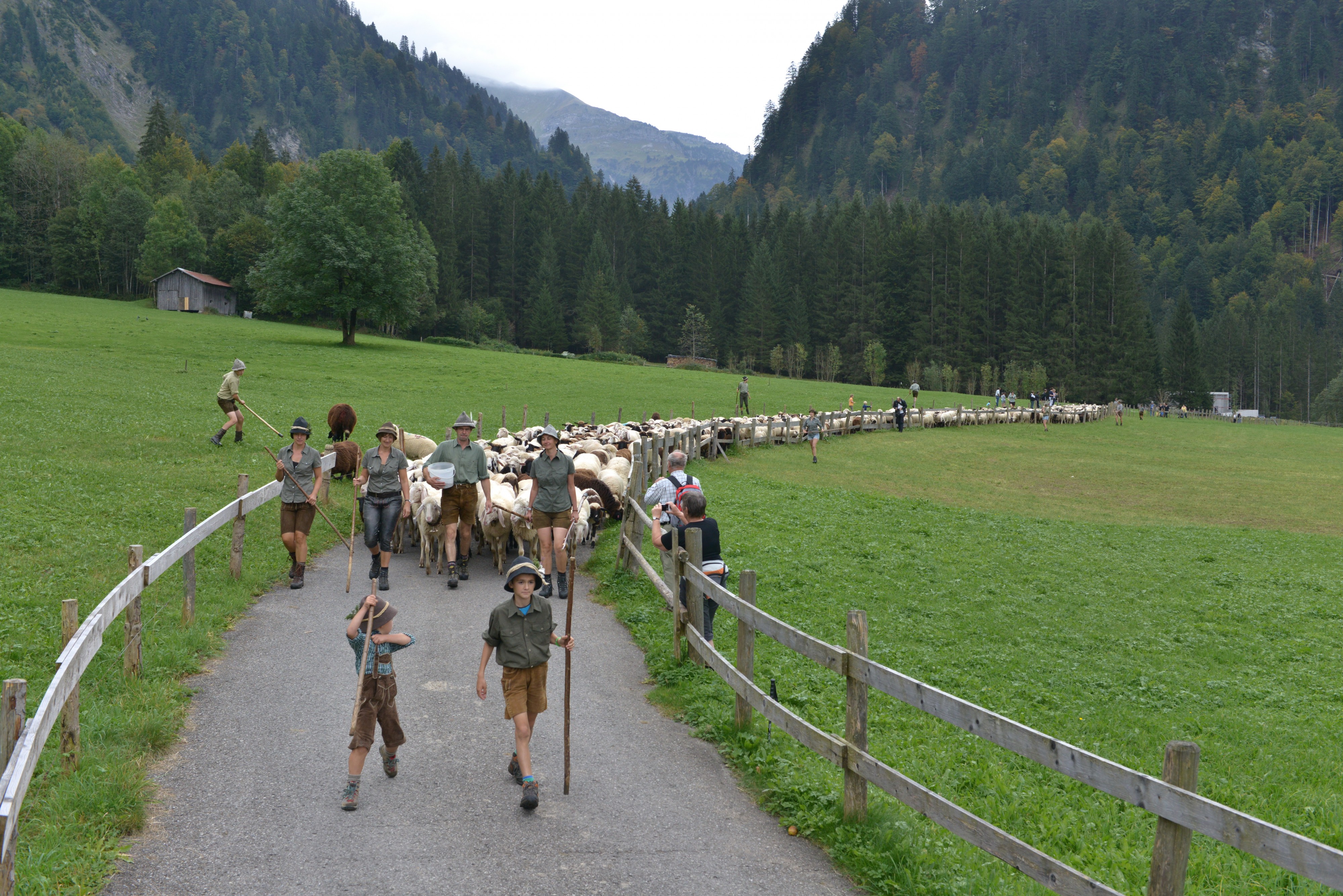Almabtrieb der Schafe 2014 in Schoppernau 07