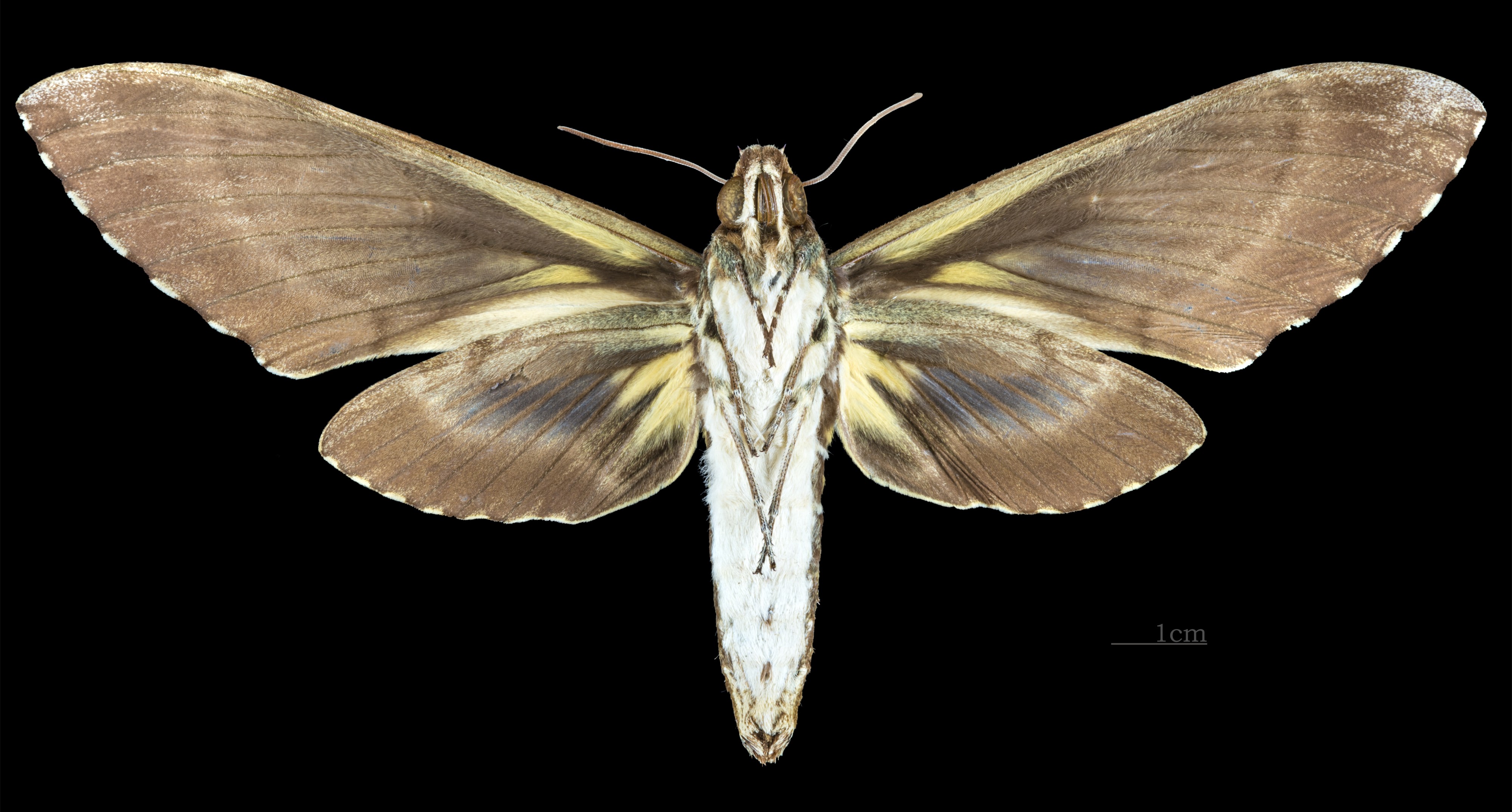 Amphonyx lucifer MHNT CUT 2010 0 67 Itatiaia National Park female ventral