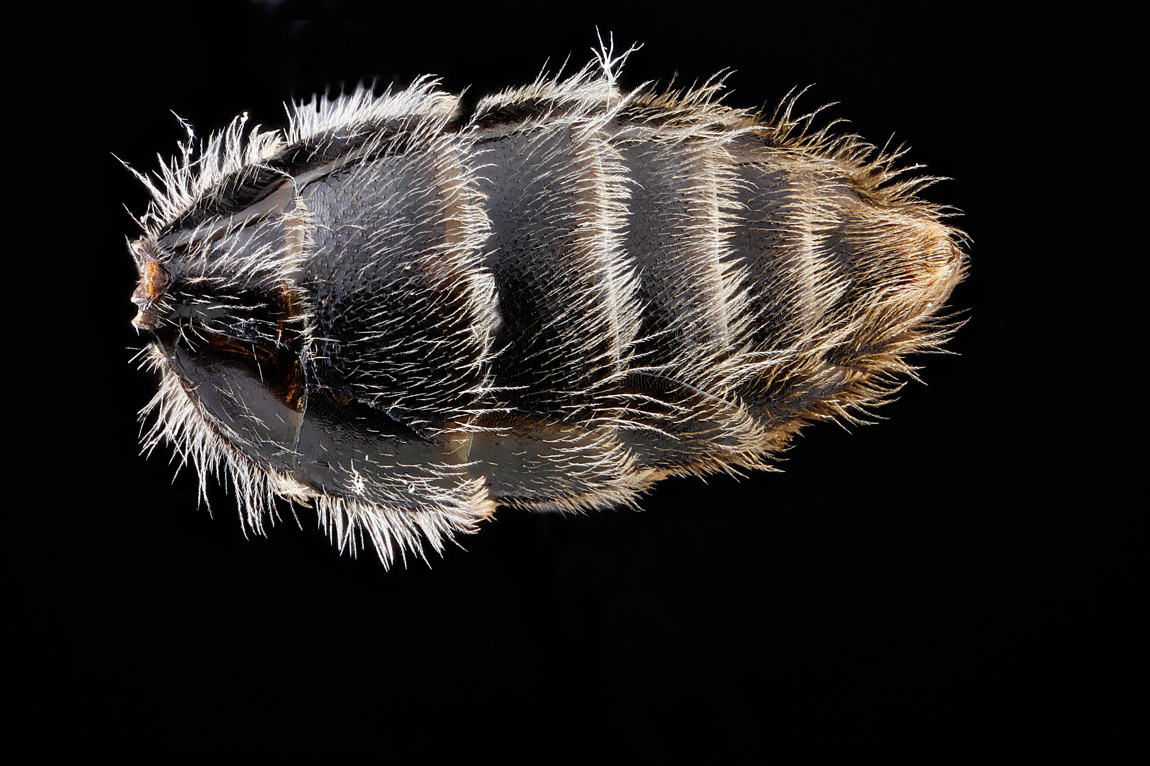 Andrena-cresonii,-female,-S6 2012-07-19-16.45.15-ZS-PMax (7632275346)