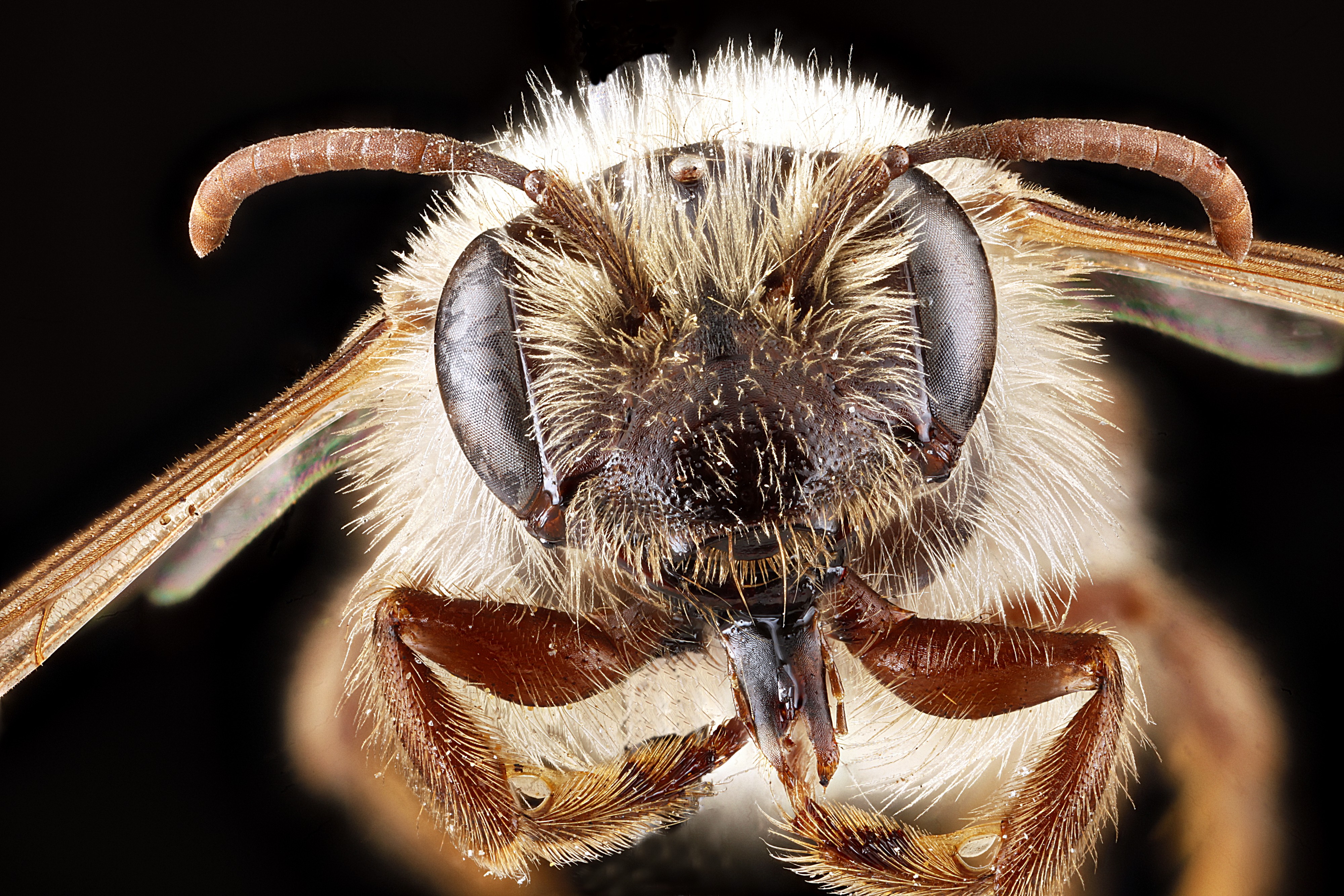 Andrena erythronii f face