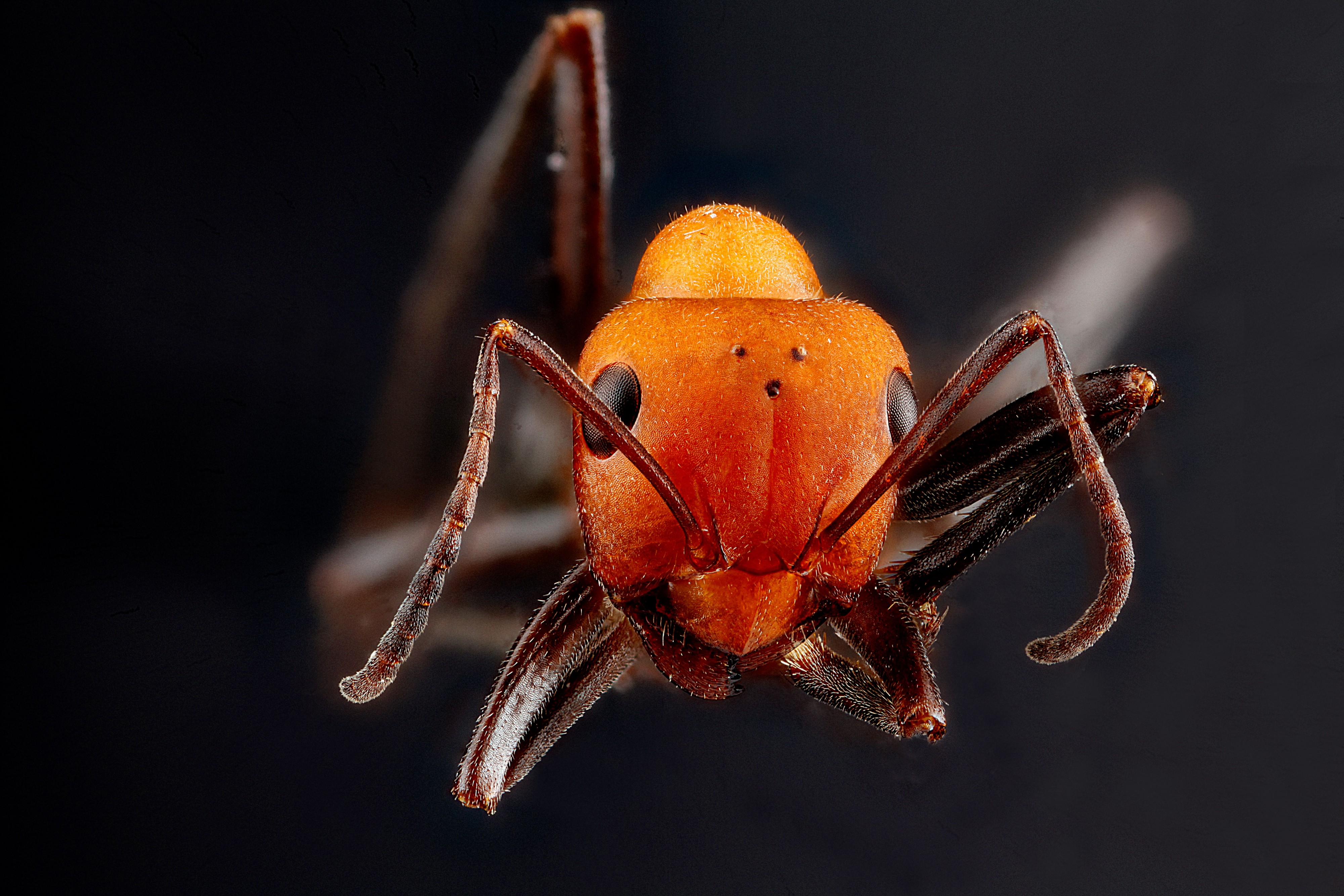 Ant,-face 2012-07-30-17.18.42-ZS-PMax (7693184158)