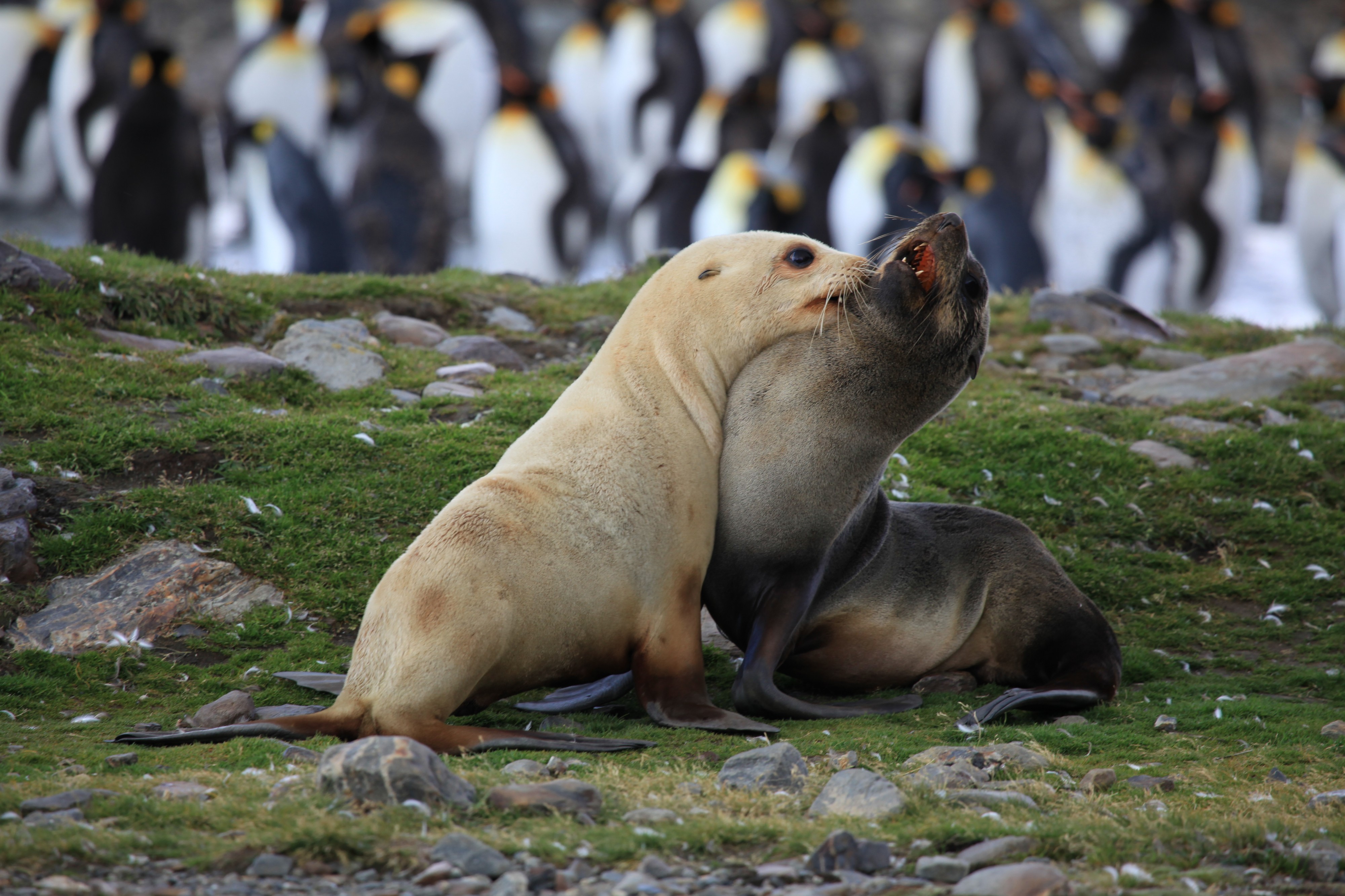 Antarctic Fur Seals fighting (5810832994)