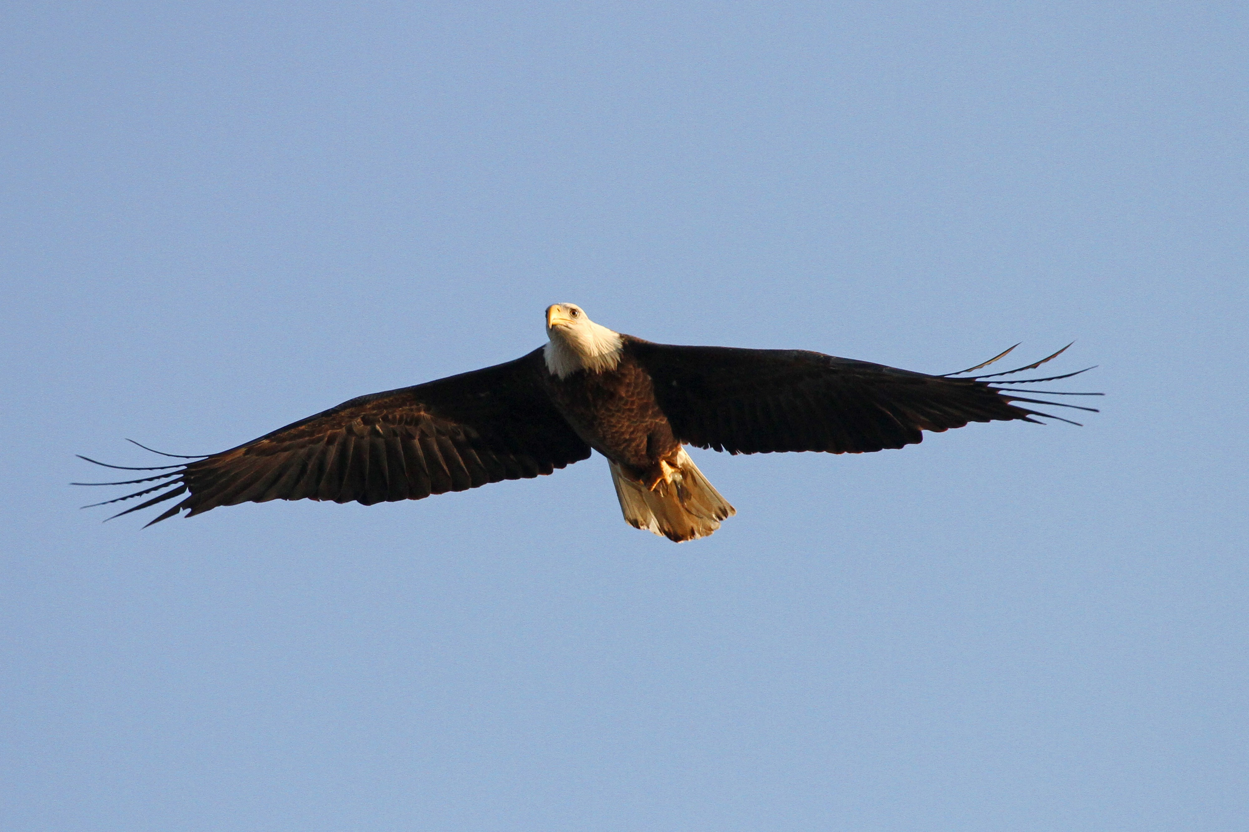 Bald Eagle - Haliaeetus leucocephalus, Conowingo Dam, Darlington, Maryland - 31163830976