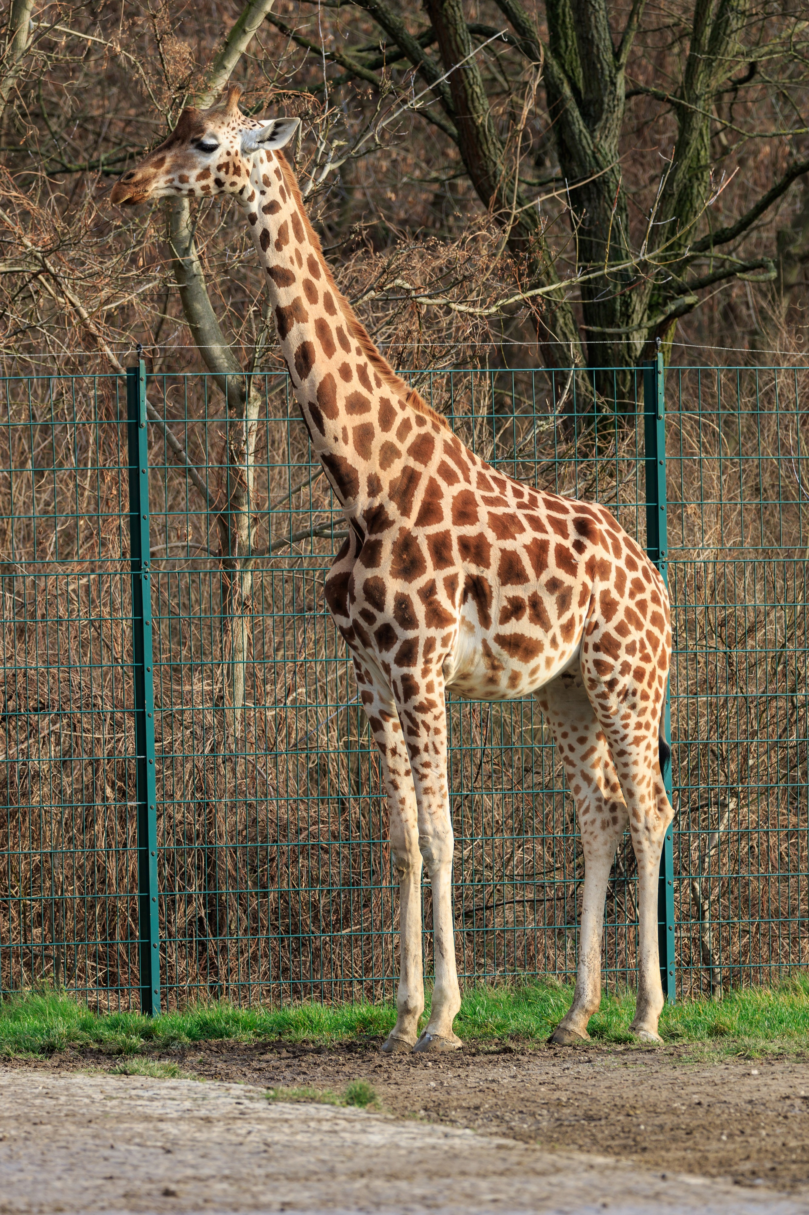 Berlin Tierpark Friedrichsfelde 12-2015 img08 Rothschild giraffe